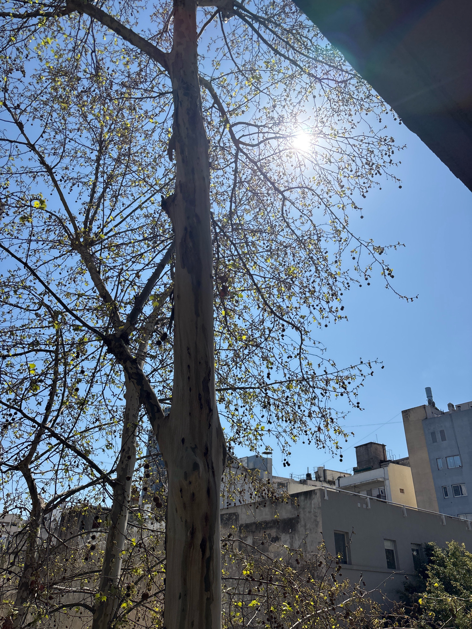 The image depicts a street scene in Buenos Aires, Argentina, under a clear blue sky. In the foreground, a large tree with bare branches and nascent leaves dominates the frame. The sun is shining brightly, partially obscured by the tree's canopy, creating a lens flare. The tree's trunk is rough and textured, with patches of lighter and darker bark.
Behind the tree, a collection of buildings can be seen. These appear to be multi-story residential or office buildings, with a variety of architectural styles and colors, suggesting an urban environment. Some buildings are lighter in color, while others are darker and appear older, with some showing signs of wear. The overall impression is of a somewhat dense urban setting with a mix of old and new architecture. There are no people visible in the image. The scene is illuminated by natural sunlight, casting soft shadows.