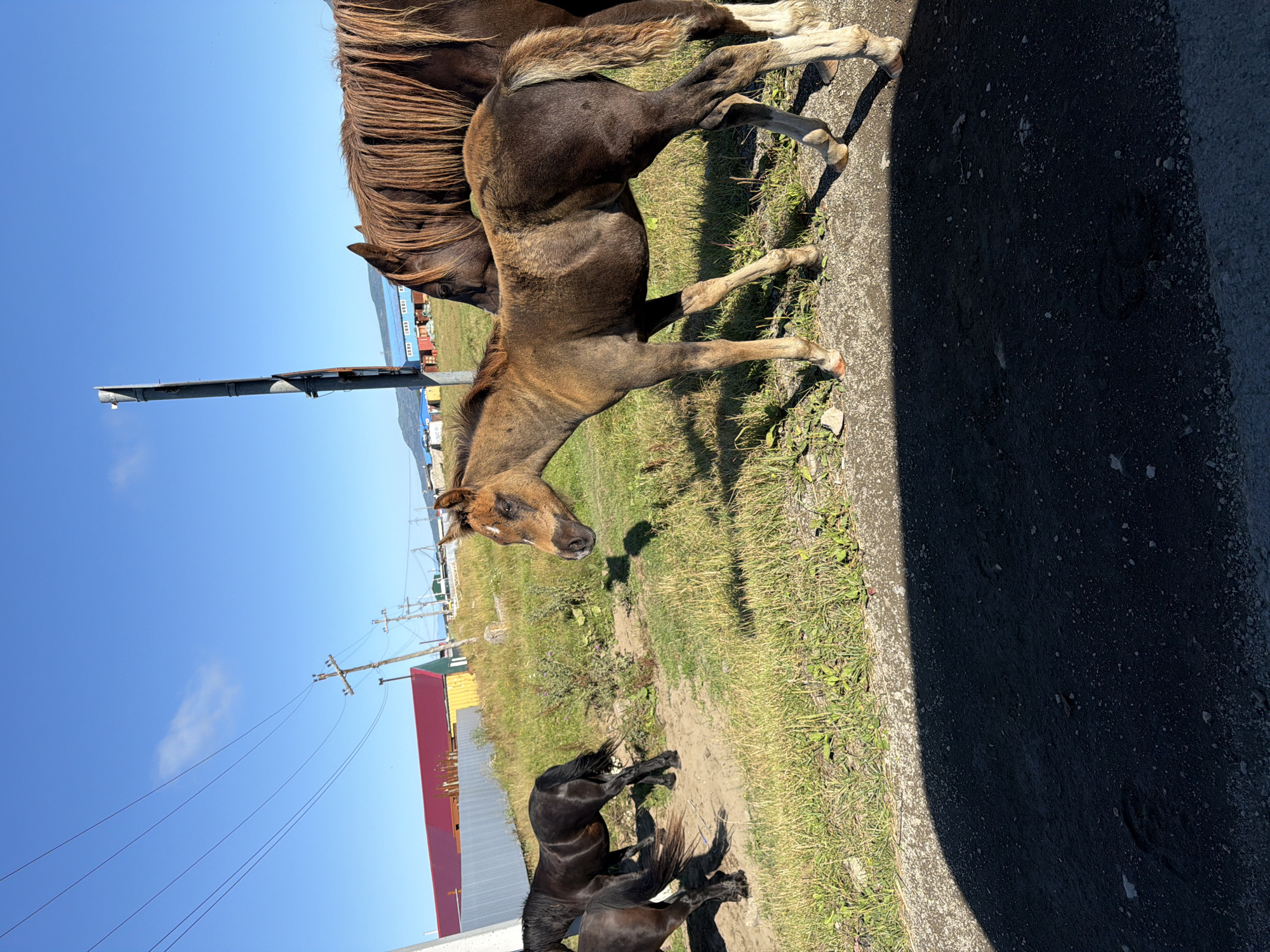 In Yuzhno-Kurilsk, Russia, on a sunny day, a group of horses stands in a grassy area next to a road. The focus is on a young, light brown foal with white socks, standing to the right of the frame. Behind it, a larger, dark brown horse with a long mane is partially visible. To the left, two black horses are grazing. In the background, there are several buildings, including a structure with a red roof and another with a blue roof. Utility poles and power lines are also present. The ground in the foreground is a paved road with shadows cast upon it.
