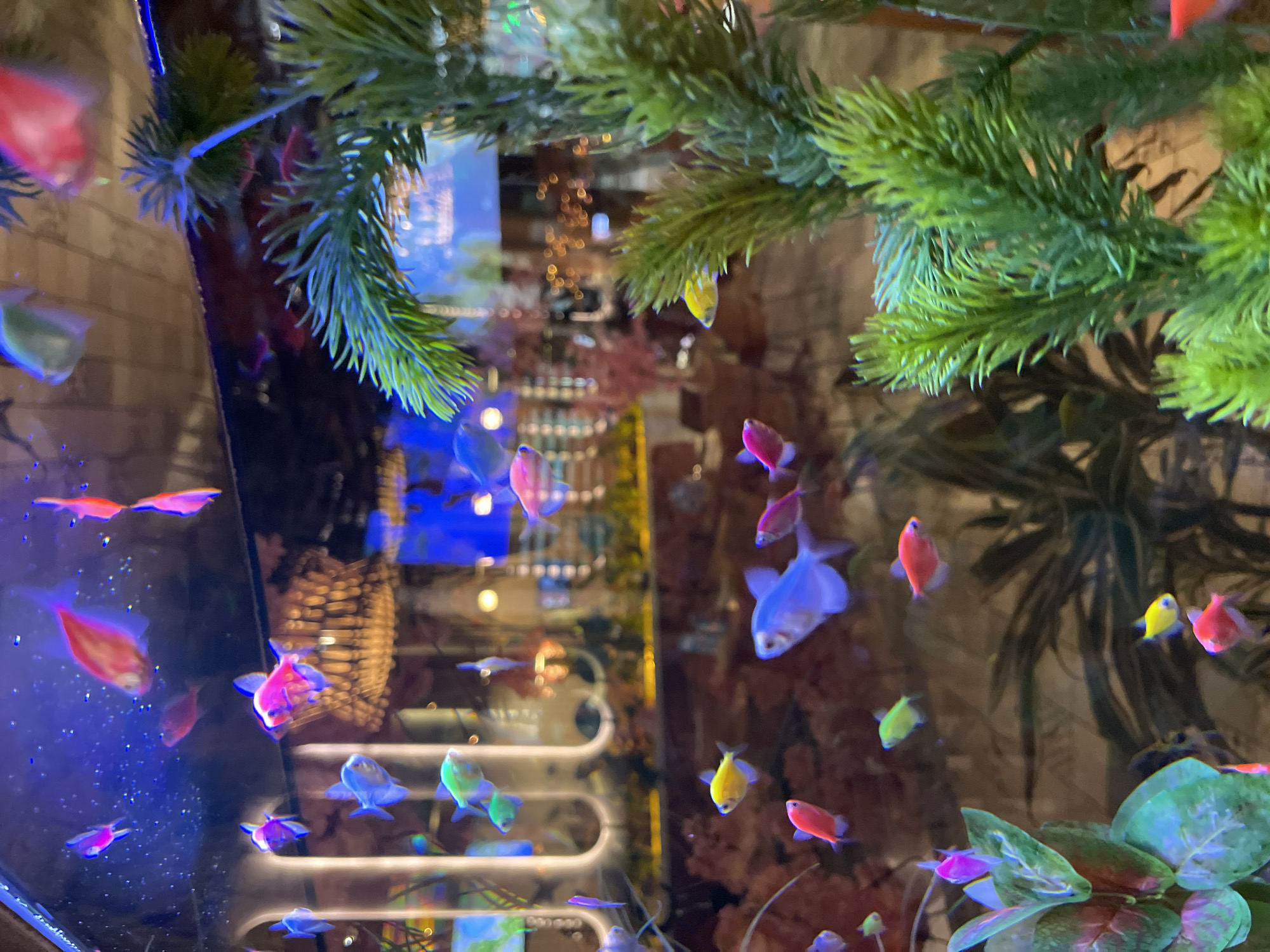 The image shows a close-up of an aquarium filled with brightly colored fish, predominantly neon tetras and glofish, illuminated by blue and pink lighting. The fish are in various shades of pink, blue, yellow, and green. The aquarium also contains artificial plants and a decorative element resembling a chandelier in the background, suggesting it is located in an indoor public space, possibly a restaurant or entertainment venue. The depth of field is shallow, with the foreground showing a blurred green artificial plant. There are no people visible in the image. The overall impression is a vibrant and artificial underwater environment. The location in Moscow, Russia is not discernible from the visual content of the image.