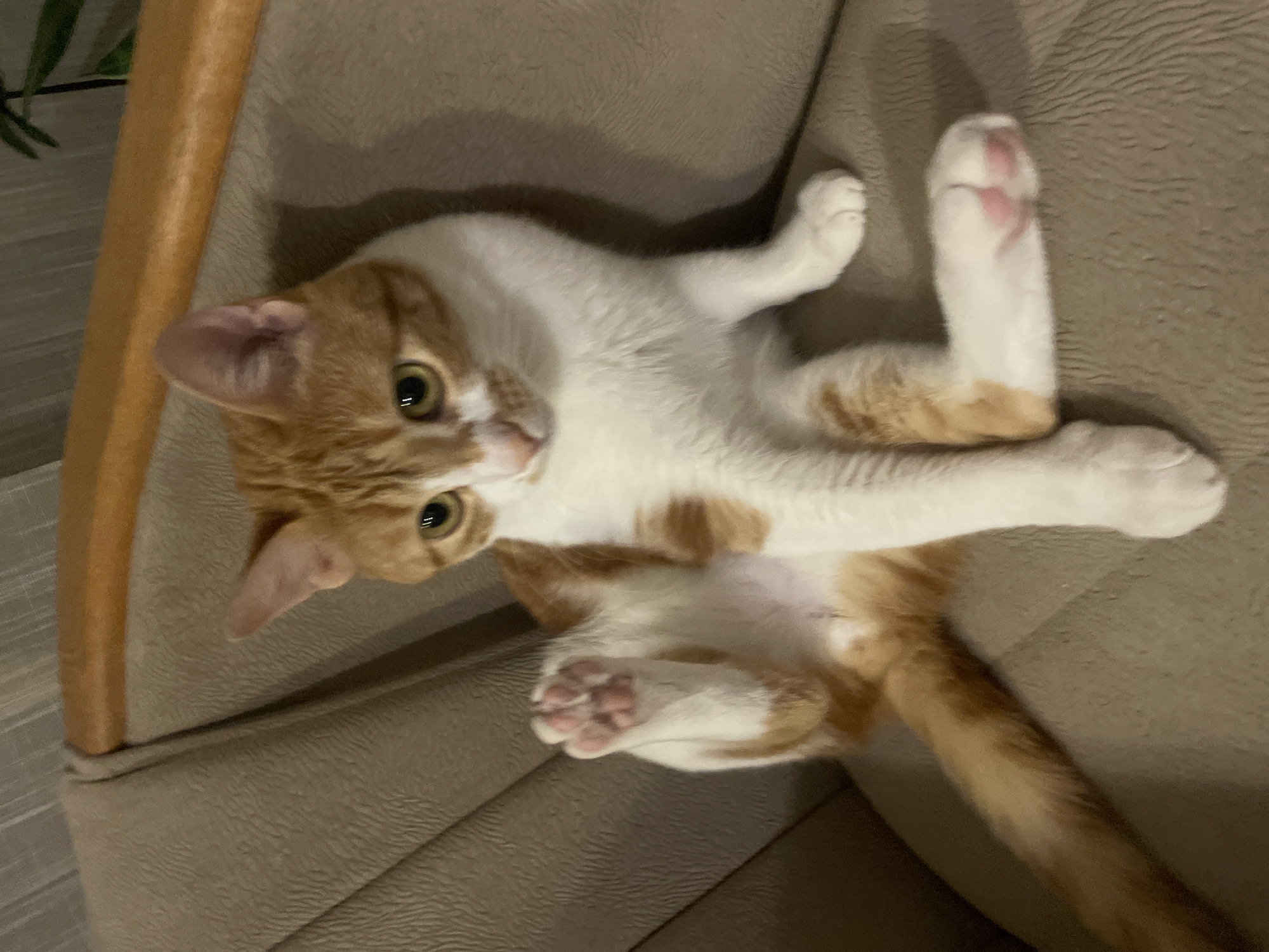 A medium-shot depicts an orange and white cat laying on its back in a tan upholstered chair. The cat is angled towards the camera, its head tilted, with green eyes visible. The cat's paws are visible, showcasing pink toe beans. The chair has a light wood frame. The location is not discernible from the image; there is no evidence of the city of Bar, Montenegro.