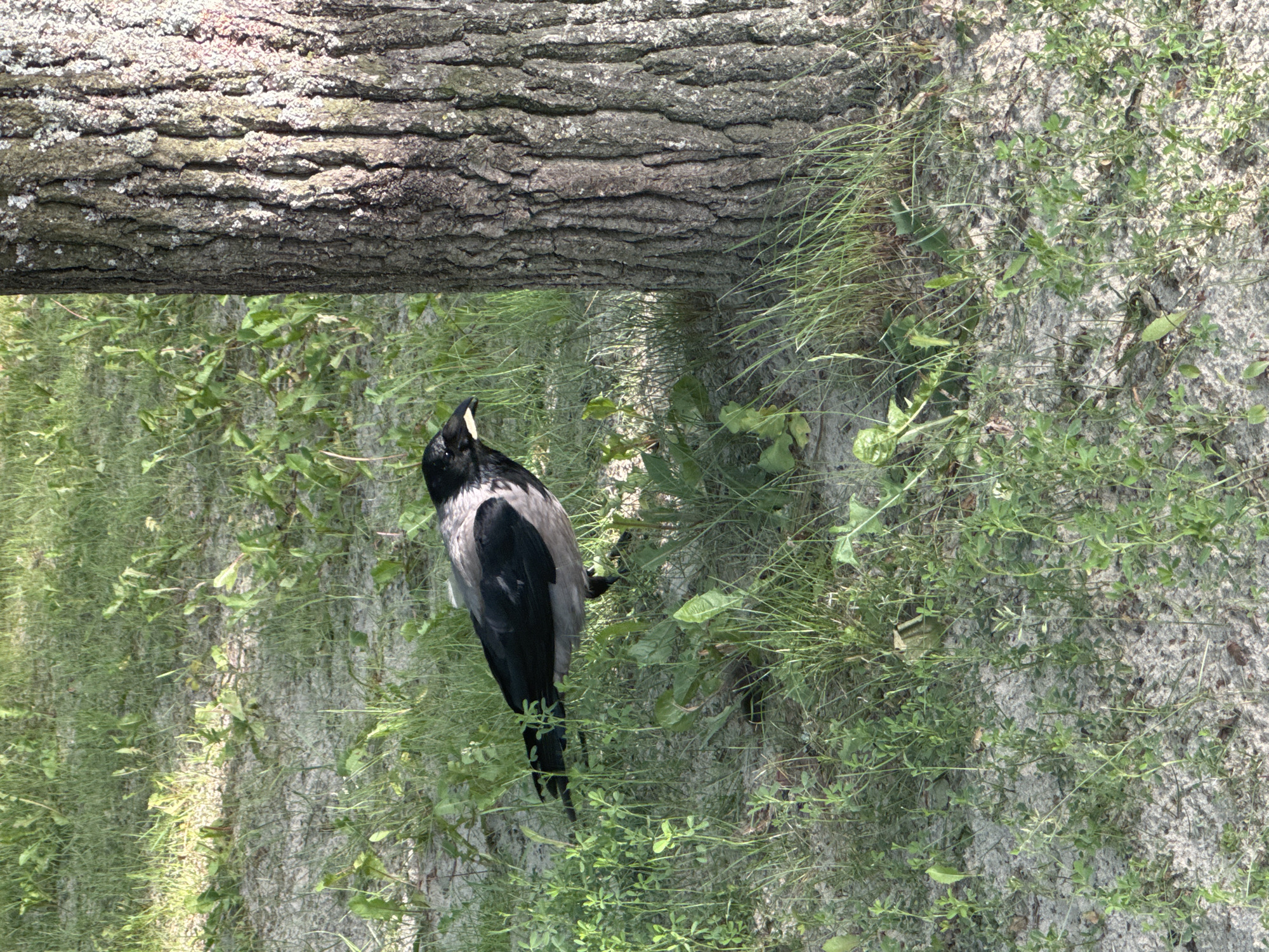 A hooded crow is standing on a patch of sand and grass next to a large tree trunk. The crow is facing to the right and has its beak slightly open. The tree trunk is on the right side of the image and has rough bark. The ground is covered with sand, sparse grass, and some green plants. The image appears to be taken outdoors in daylight. There are no people or other animals visible in the image. The specific location in Tallinn, Estonia cannot be determined from the image alone.