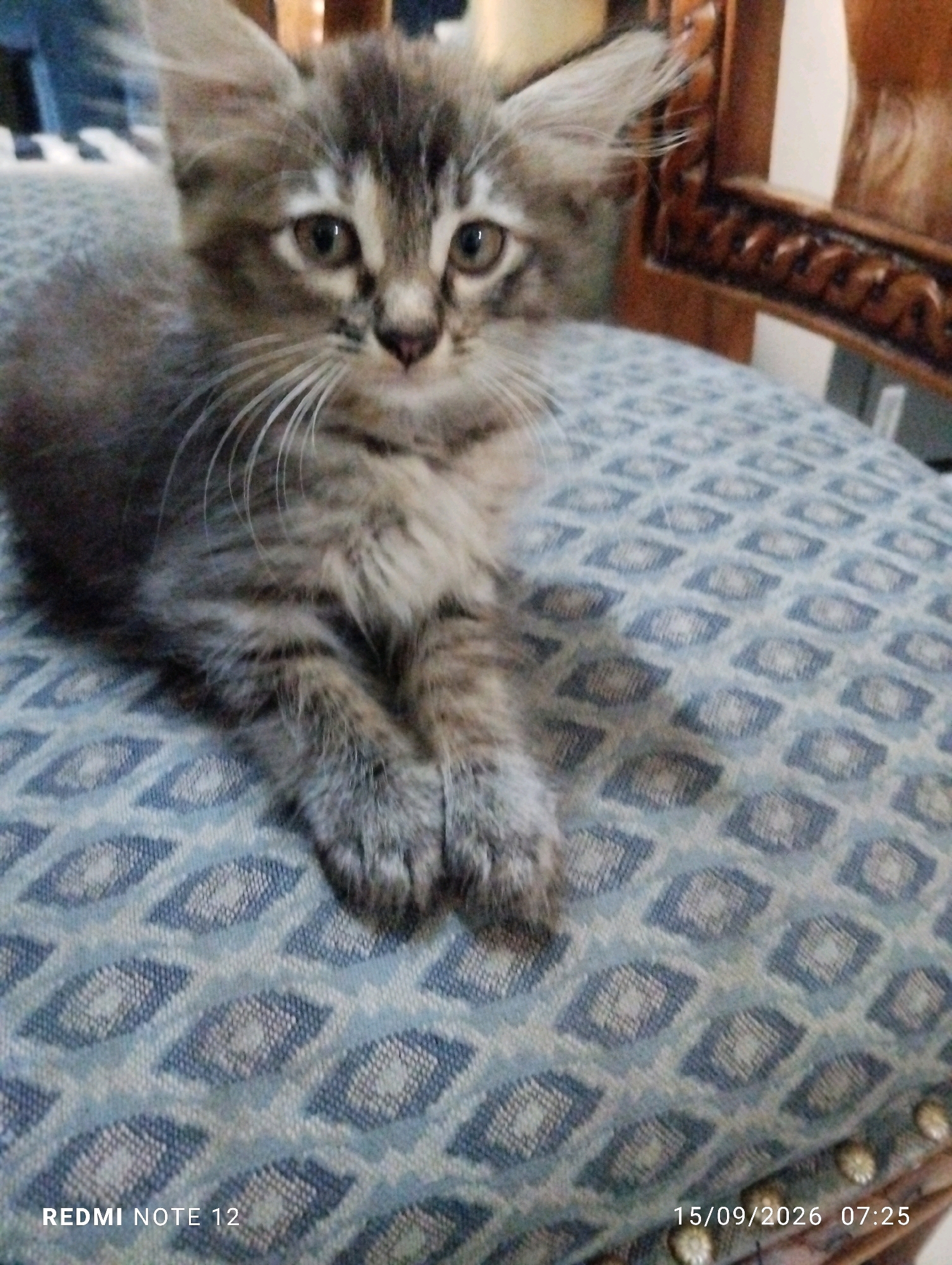 The image shows a fluffy grey and brown tabby kitten sitting on a blue and white patterned cushion. The kitten is looking directly at the camera with wide, alert eyes. Its fur is long and appears soft. The cushion has a geometric diamond pattern with lighter and darker blue shades. In the background, a portion of a wooden chair with ornate carvings is visible. The bottom of the image contains text: "REDMI NOTE 12" and "15/09/2026 07:25". The image appears to be a close-up shot taken indoors. There is no indication of the specific location within Bekasi, Indonesia.