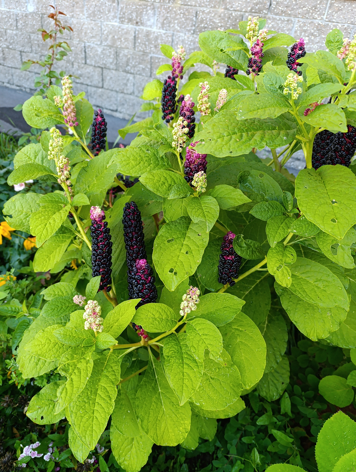 A cluster of vibrant green pokeweed plants with developing berries and flower buds is displayed in a garden setting. The berries are a deep, glossy black with hints of dark purple, while the flower buds are a pale green and pink, some of which are beginning to open. The leaves are large, ovate, and a rich green, some showing signs of minor damage or decay. The plants are arranged in a dense clump, with some stems extending upwards and others arching gracefully. In the background, a textured gray brick wall is visible, suggesting an urban or suburban environment. The ground below the plants is covered in a mix of dark soil and smaller green foliage. Small, pale purple flowers can be seen peeking out from beneath the larger pokeweed leaves, adding a delicate contrast to the scene. The overall impression is one of lush, wild growth in a controlled outdoor space.