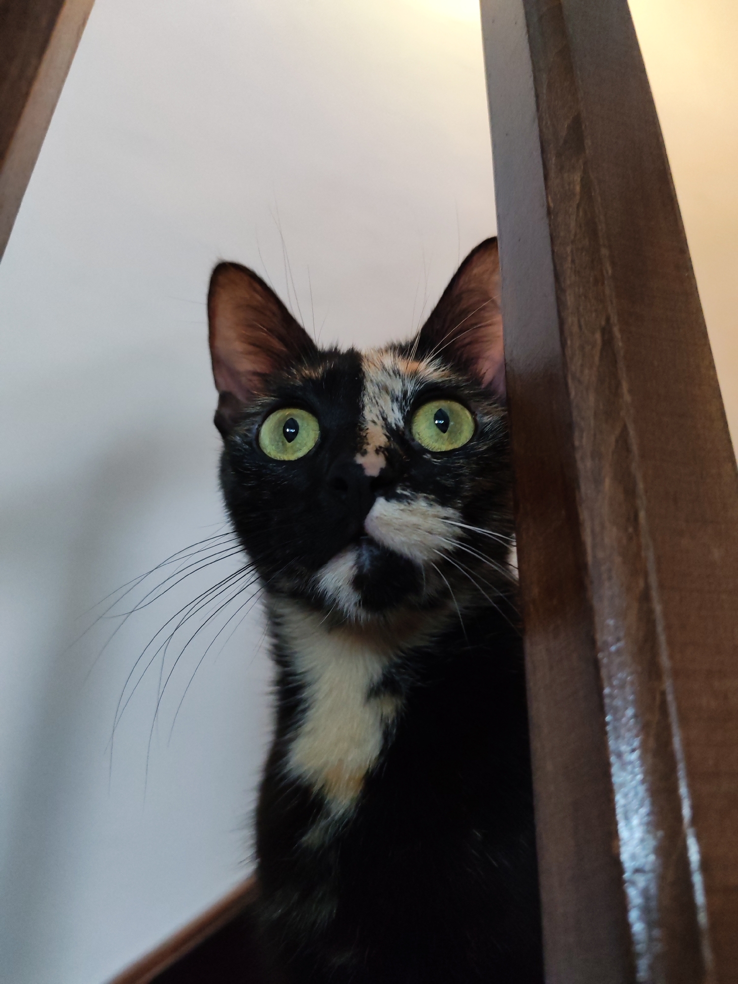 A tortoiseshell cat with green eyes peers up at the camera, framed by a wooden structure, likely a railing or banister. The cat's fur is a mix of black, white, and orange. The location is indoors, indicated by the white wall behind the cat and the warm-toned lighting.