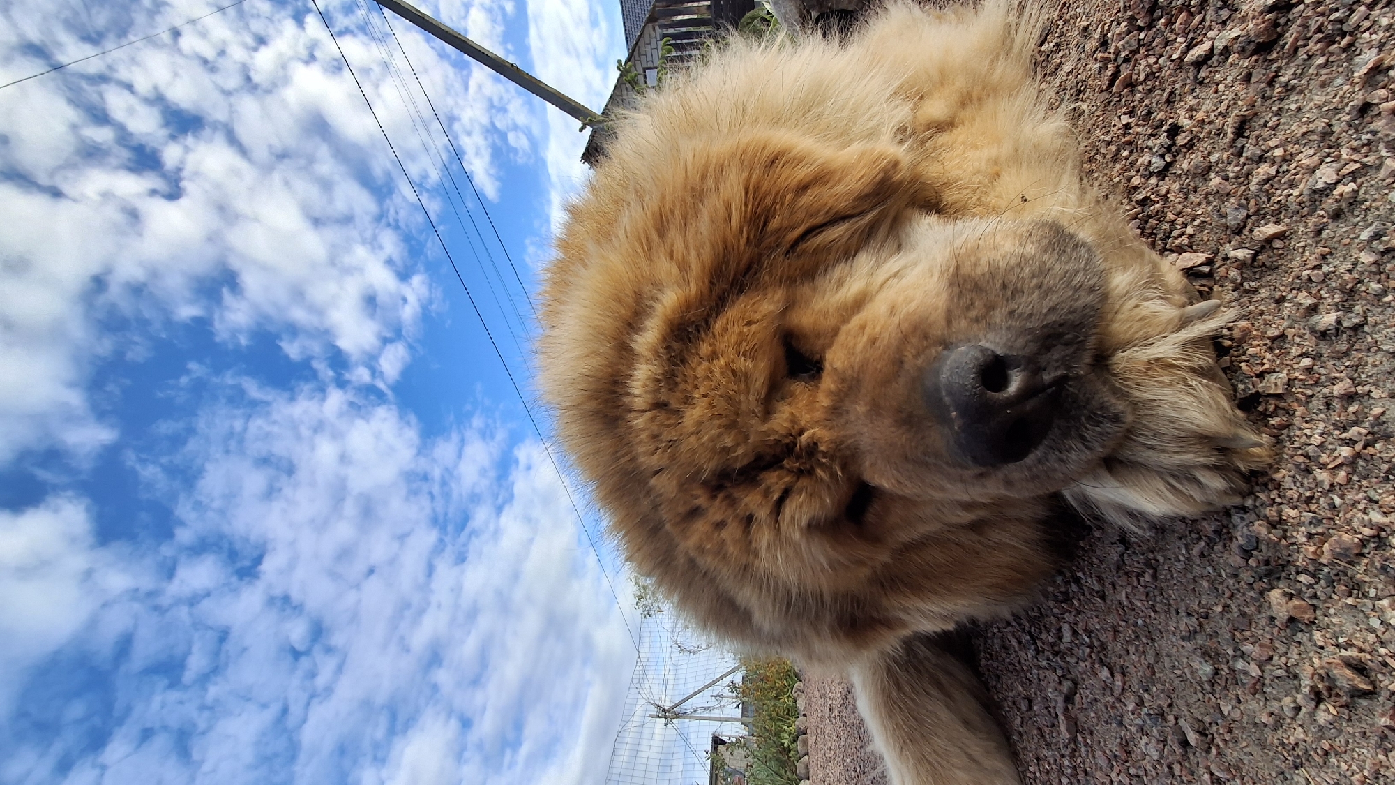 A light brown Chow Chow dog is lying down on a gravel surface. The dog's nose is prominent, and its eyes are slightly visible within its fur. Behind the dog, the scene extends to include a blue sky with scattered white clouds. Power lines are visible extending through the sky. Further back is a structure resembling a building and a wire fence. The location is Kempelevo, Russia.