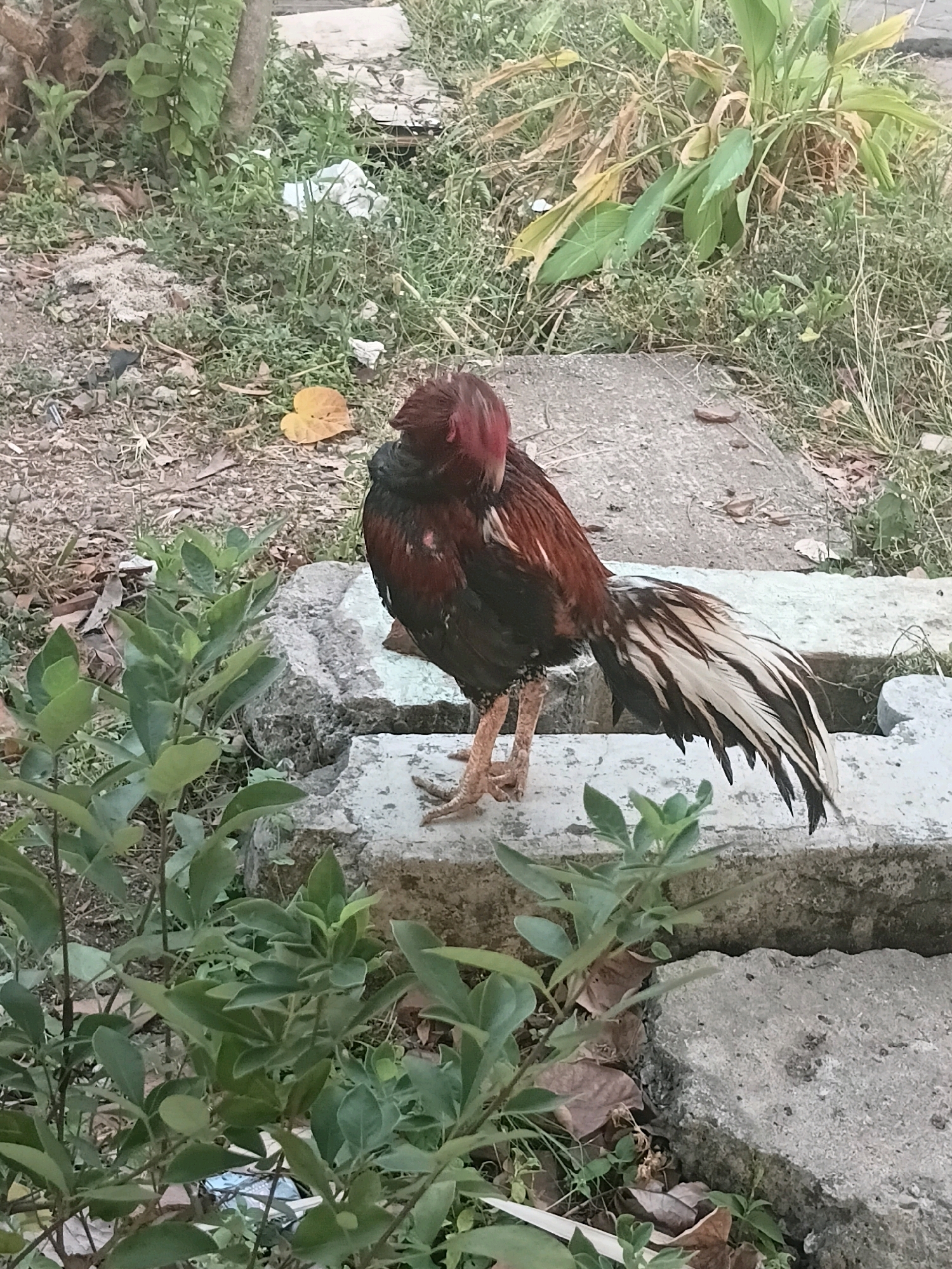 The image shows a rooster standing on a concrete ledge in Cikal, Indonesia. The rooster has dark brown and red feathers, with a prominent red comb on its head. Its tail feathers are a mix of white and black. The surrounding environment appears to be overgrown with vegetation, including grass, leaves, and some plants. There are also some rocks and scattered debris in the background, suggesting an outdoor, possibly unkempt, area. The lighting suggests it is daytime, with natural light illuminating the scene.