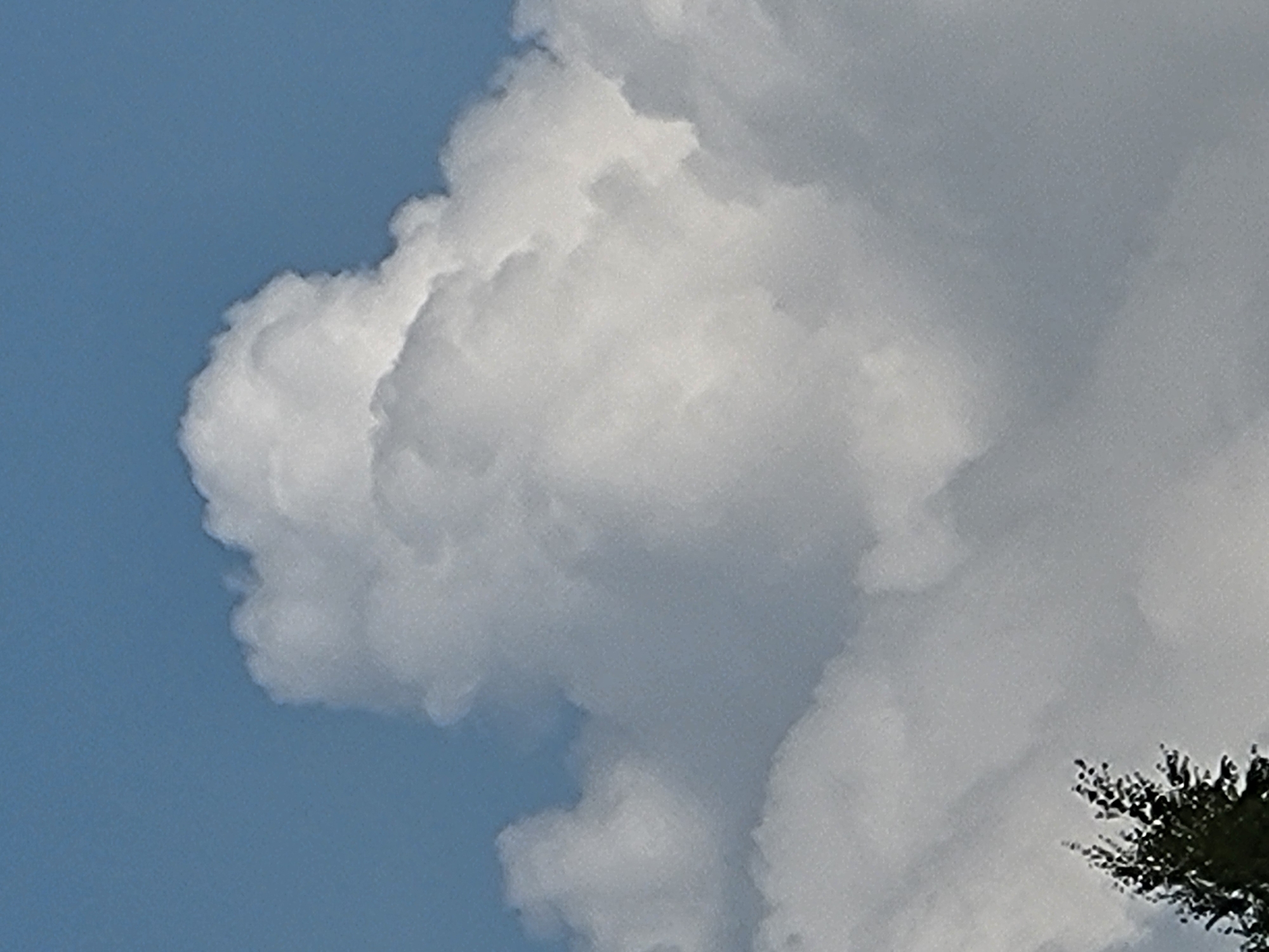 A close-up, vertical shot captures a dense cumulus cloud against a clear blue sky. The cloud is predominantly white with subtle gray shadows indicating depth and texture. In the lower left corner, the dark green, feathery foliage of a tree is visible, suggesting an outdoor setting. The image lacks any identifiable human presence or man-made structures, offering a view solely of natural elements. The scene appears to be taken on a bright, possibly sunny day.