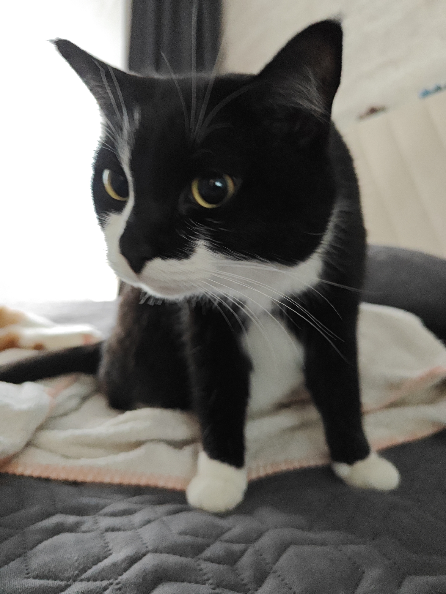 A black and white cat is sitting on a patterned gray surface, which appears to be a bed or sofa. The cat is facing the camera, with its front paws on a white and pink blanket. The background is out of focus, but it appears to be a room with bright light coming from a window. The cat has yellow eyes, a white chest and paws, and black fur on its head, back, and legs. The overall scene is an indoor, domestic setting in the city of Боровский, Russia.