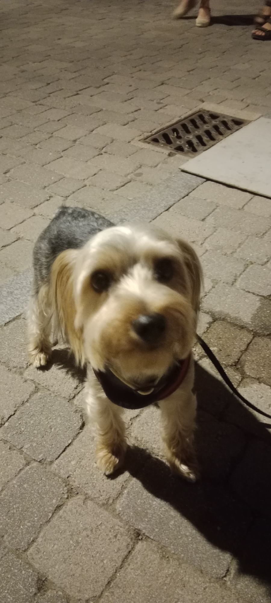 The image shows a Yorkshire Terrier standing on a paved walkway in Riaza, Spain. The dog is facing the camera and is wearing a dark collar. The walkway is made of interlocking gray pavers. In the background, there is a storm drain and two people walking. The lighting suggests it is evening or night.
