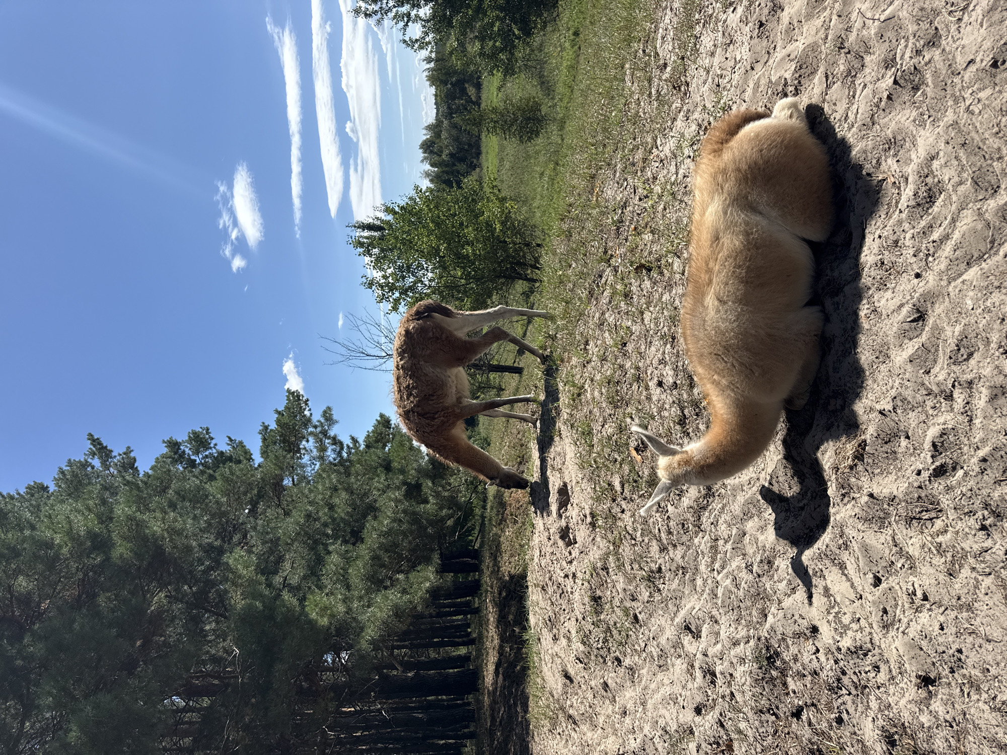 In a sandy clearing with sparse grass, two guanacos are visible in Strakholissia, Ukraine. In the foreground, one guanaco is lying down, facing away from the camera, with its head tucked. In the background, a second guanaco is standing and grazing. Behind the clearing, a dense line of tall pine trees borders the area. The sky is bright blue with a few scattered white clouds, and sunlight casts shadows on the ground.