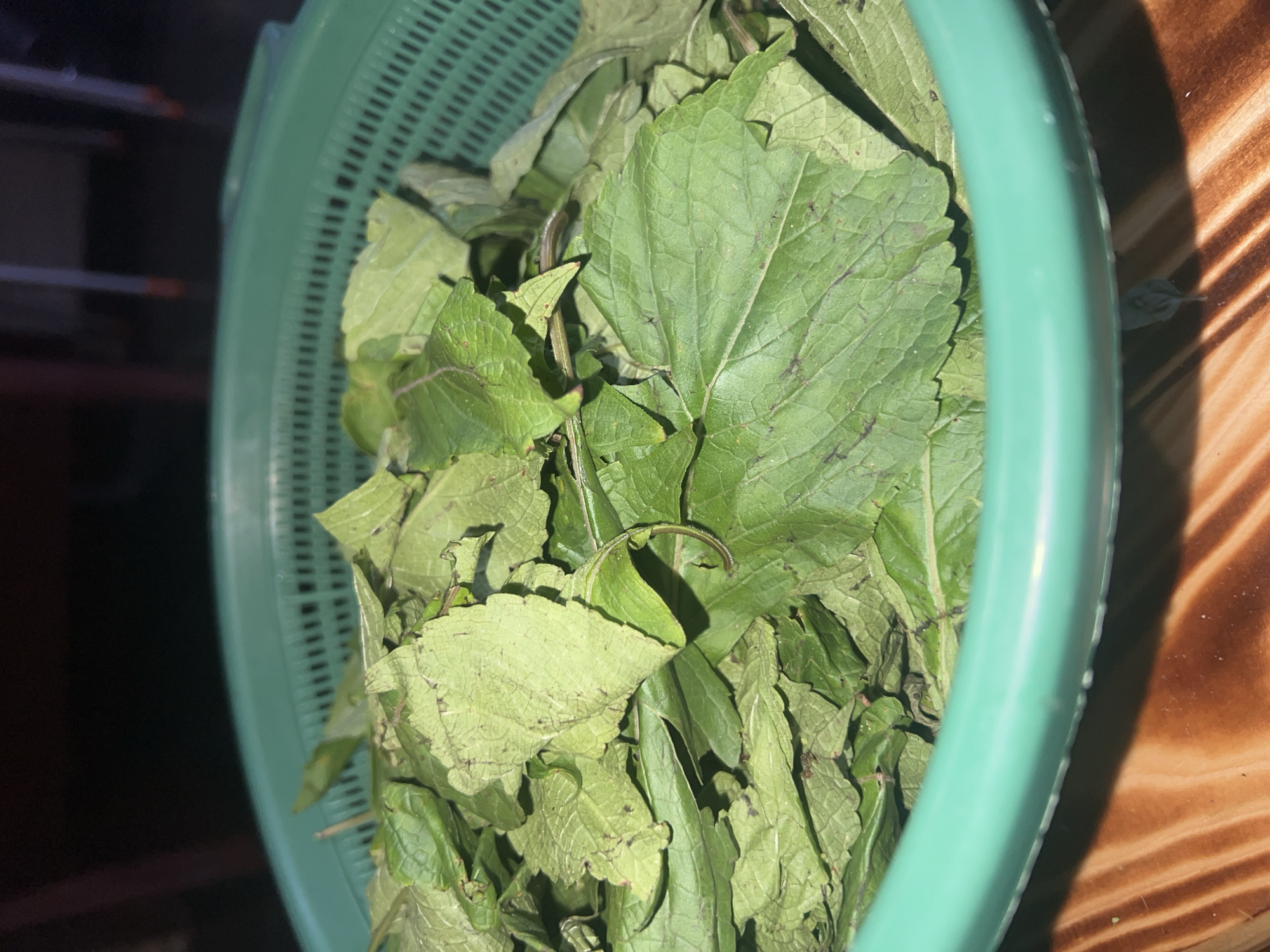 A close-up, overhead shot shows a bright green plastic colander overflowing with a large quantity of fresh, green leafy vegetables, likely herbs or foraged greens. The leaves are varied in size and shape, with some appearing wilted and others crisp, showcasing a range of green hues and some darker purple veins. The colander sits on a surface that appears to be made of wood with a visible grain pattern, suggesting it is a table or countertop. The background is dark and out of focus, with hints of vertical structures that could be furniture or part of a room's architecture. The lighting is dim, creating shadows and highlighting the texture of the leaves and the plastic of the colander. There are no people or specific Lagos landmarks visible, making the precise location within the city indeterminate based solely on the image.