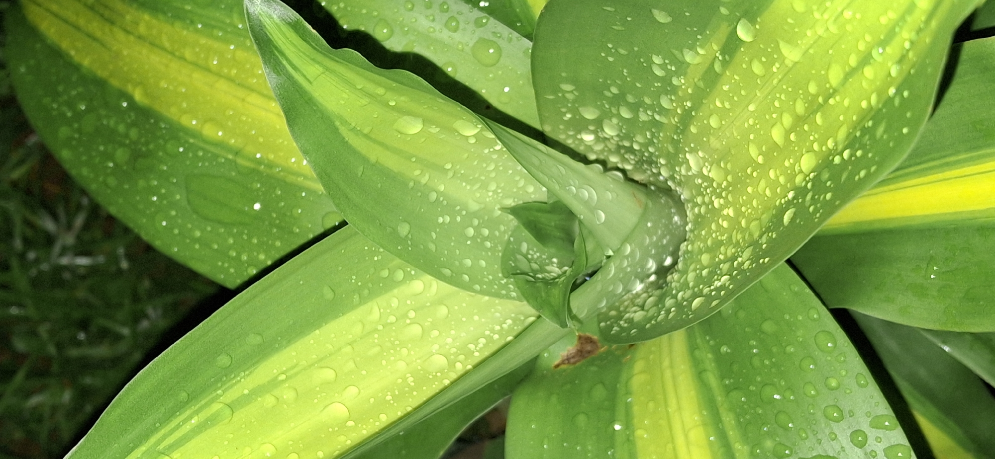 This is a close-up, eye-level, vertical shot of a variegated green plant with water droplets on its leaves. The plant's leaves are broad and have yellow stripes running through the green. Numerous small water droplets are scattered across the surface of the leaves, reflecting light and creating a glistening effect. The background is dark and out of focus, suggesting a dimly lit environment, possibly outdoors at night or in a shaded area. The image does not contain any people or any identifiable landmarks from Vallecito, Venezuela.