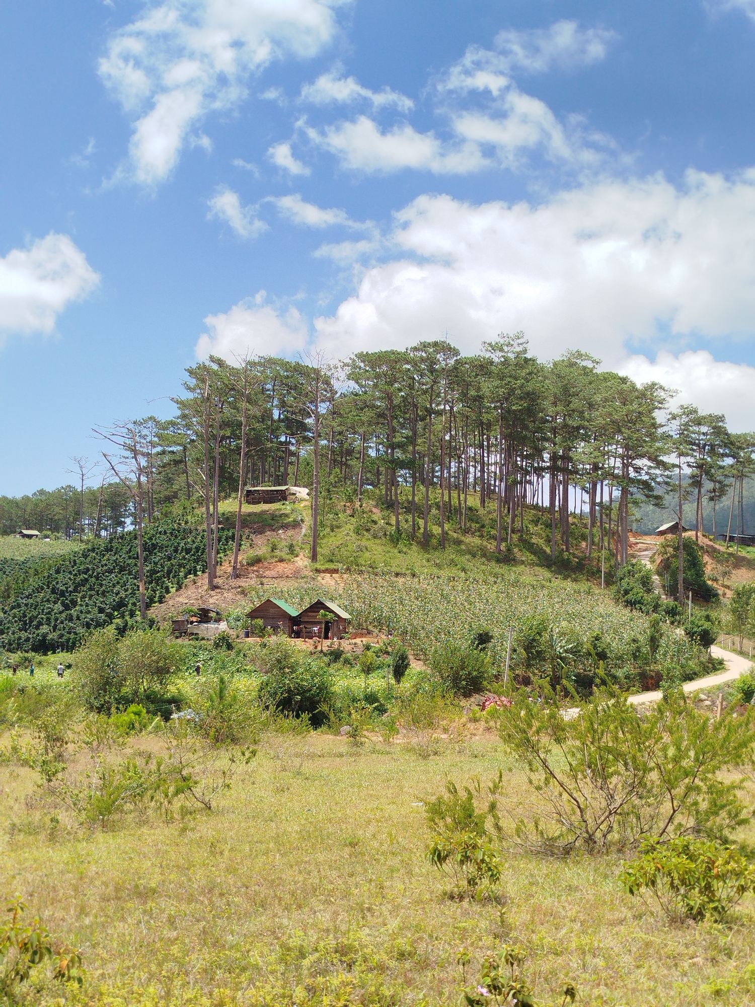 The image captures a pastoral landscape in the city of Lac Duong, Vietnam. The scene is dominated by a lush hillside covered in a dense forest of tall, slender pine trees. Below the forest, the hillside is terraced and cultivated with various crops, including what appears to be coffee plants and other green vegetation.
In the mid-ground, two small, rustic wooden houses with green roofs are nestled amongst the greenery. A dirt path winds its way up the hillside, passing by these houses and leading towards the forested area. A wider dirt road is also visible on the right side of the image, curving around the hill.
In the foreground, a dry, grassy field with scattered bushes and small trees stretches out. A few indistinct figures of people can be seen in the distance, near the cultivated fields, suggesting human presence and agricultural activity.
The sky above is a clear blue, dotted with fluffy white clouds, indicating a bright, sunny day. The overall impression is one of a serene rural environment, likely a working farm or agricultural estate in the hilly region of Lac Duong.