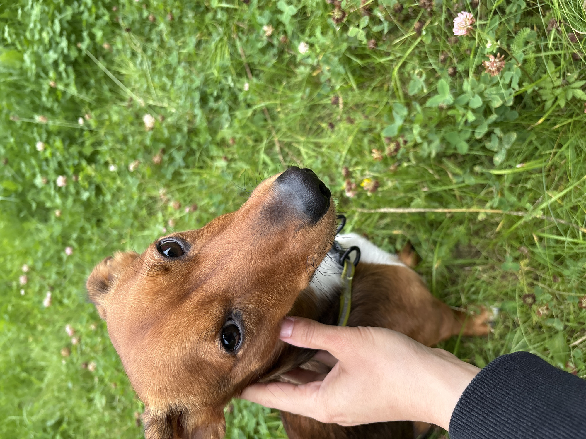 A brown dog with floppy ears is being petted by a person's hand. The dog is looking at the camera with its mouth slightly open. The background is a blur of green grass and some pink flowers. The image was taken in the city of Lyady, Russia.