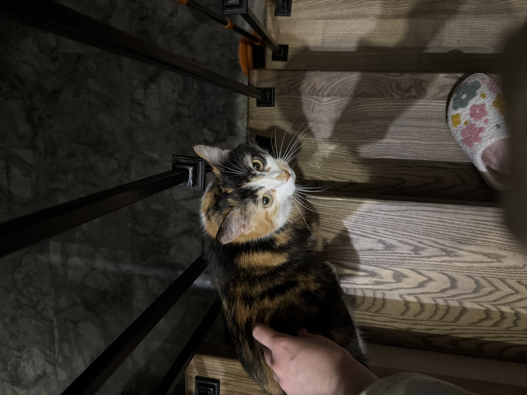 A high-angle indoor shot captures a calico cat sitting on wooden stairs, looking up towards the camera. The cat, with distinct patches of black, orange/brown, and white fur, has large, observant yellow eyes and prominent white whiskers. Its head is tilted slightly, and its expression appears curious or attentive.
A human hand is gently petting the cat's side, suggesting interaction and affection. Further up the stairs, a slipper with a floral pattern (pink, green, and yellow flowers on a white background) is visible on a person's foot, indicating the presence of another individual.
The setting is an indoor staircase made of light-colored wood, featuring dark, possibly metal, railing posts and horizontal bars. The wall to the left of the stairs has a dark, textured finish, possibly concrete or stone. Shadows are cast across the wooden steps, suggesting ambient indoor lighting, perhaps from above or to the side, and potentially indicating evening or nighttime. The overall scene conveys a quiet, domestic moment between a pet and its owner. No visible text is present in the image.