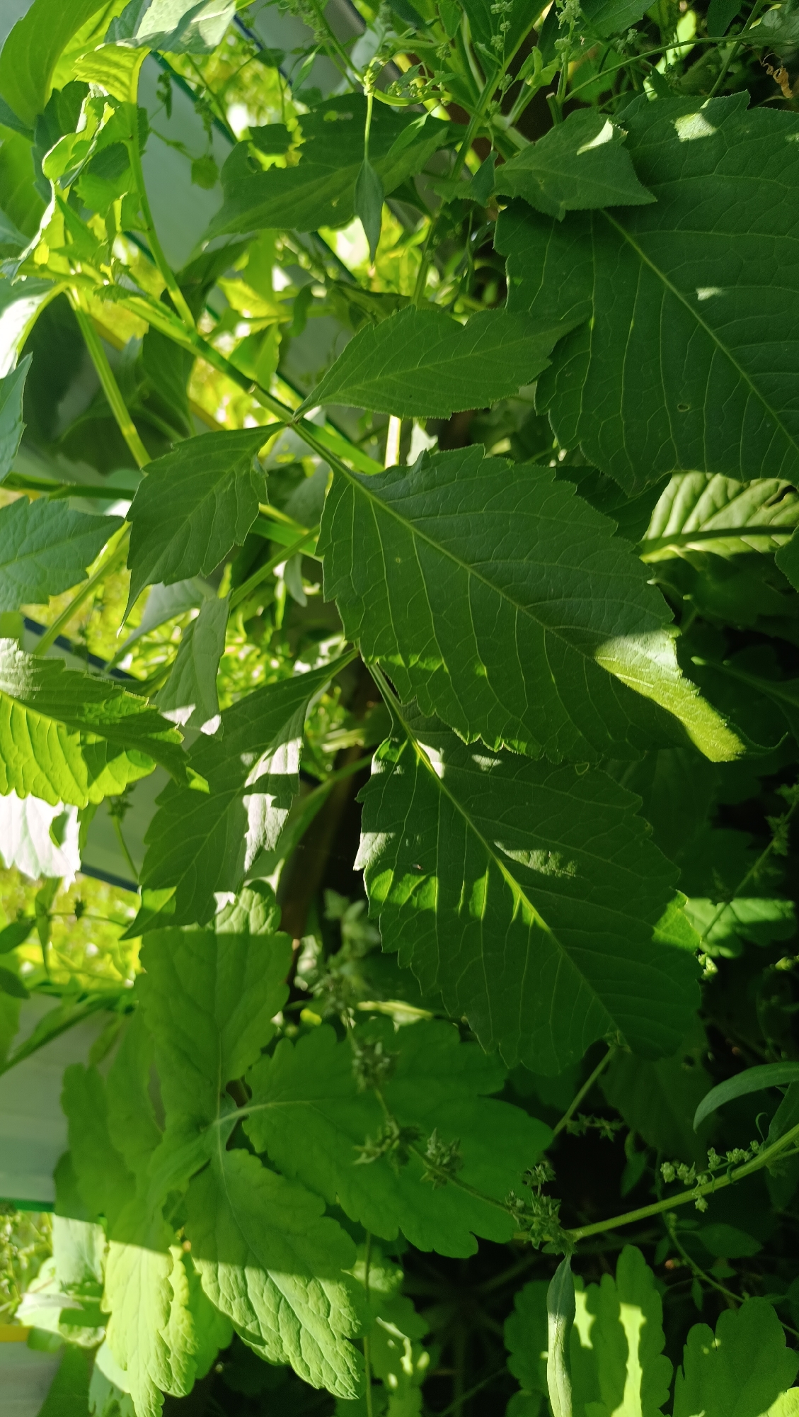The image is a close-up, vertical shot of lush green foliage, likely plants or bushes, bathed in bright sunlight. The leaves are varied in shape and size, with some featuring serrated edges and prominent veins. Shadows from the leaves and possibly other objects create a dappled effect across the scene. Small clusters of undeveloped flower buds are visible on some of the stems. The background is blurred, suggesting a shallow depth of field, and appears to be a mix of darker greens and some lighter, possibly white or yellow, areas which could indicate a wall or structure. No people, animals, or specific objects other than the plants are discernable. The image does not contain any information that would allow for the identification of its location within the city of Karsha, Russia.