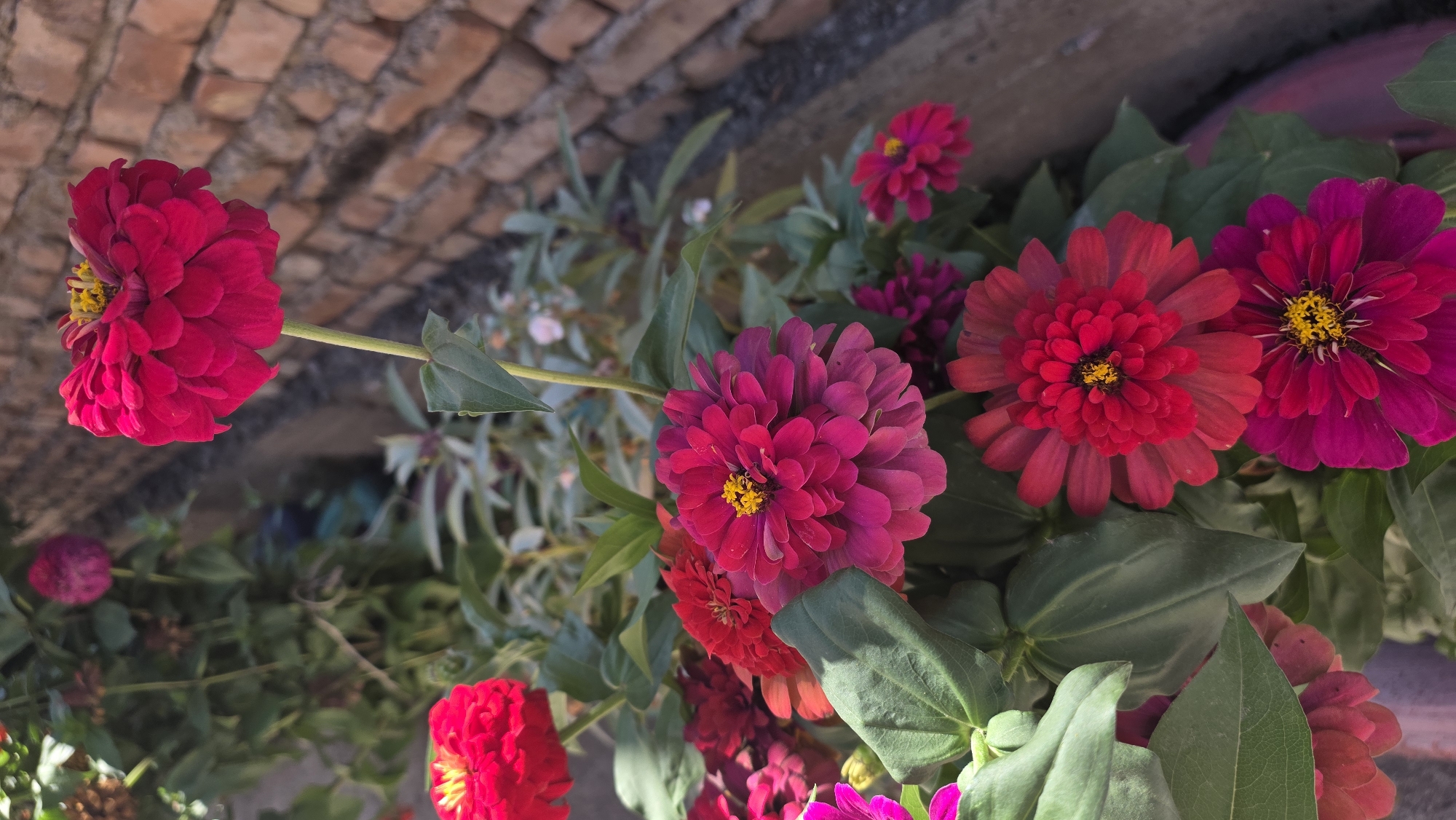 This image depicts a close-up view of several bright pink and red Zinnia flowers with yellow centers, growing in what appears to be a garden bed or planter box. The flowers are in various stages of bloom, with some fully open and others partially closed. Lush green leaves surround the flowers. In the background, a textured brick wall and a concrete curb are visible, suggesting an urban or suburban outdoor setting. The lighting suggests it is daytime, possibly morning or afternoon. There are no people or animals present in the image. The overall scene is one of natural beauty within a developed environment.