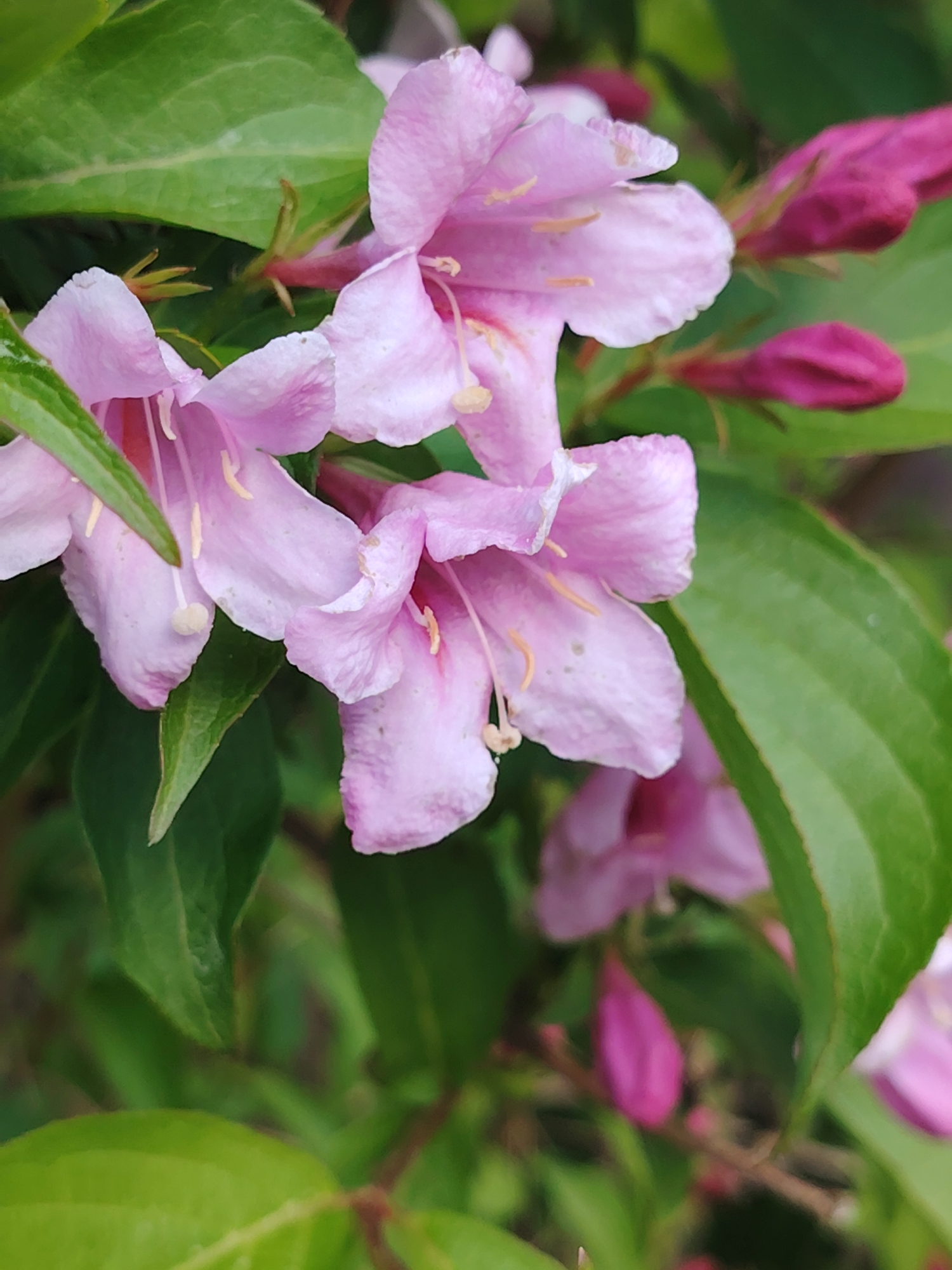 The image shows a close-up of pink Weigela flowers and green leaves. Several blossoms are open, with pale pink petals and light yellow stamens. A few dark pink flower buds are also visible. The scene is bathed in natural light. The image was taken in Бараўлянскі сельскі Савет, Belarus.