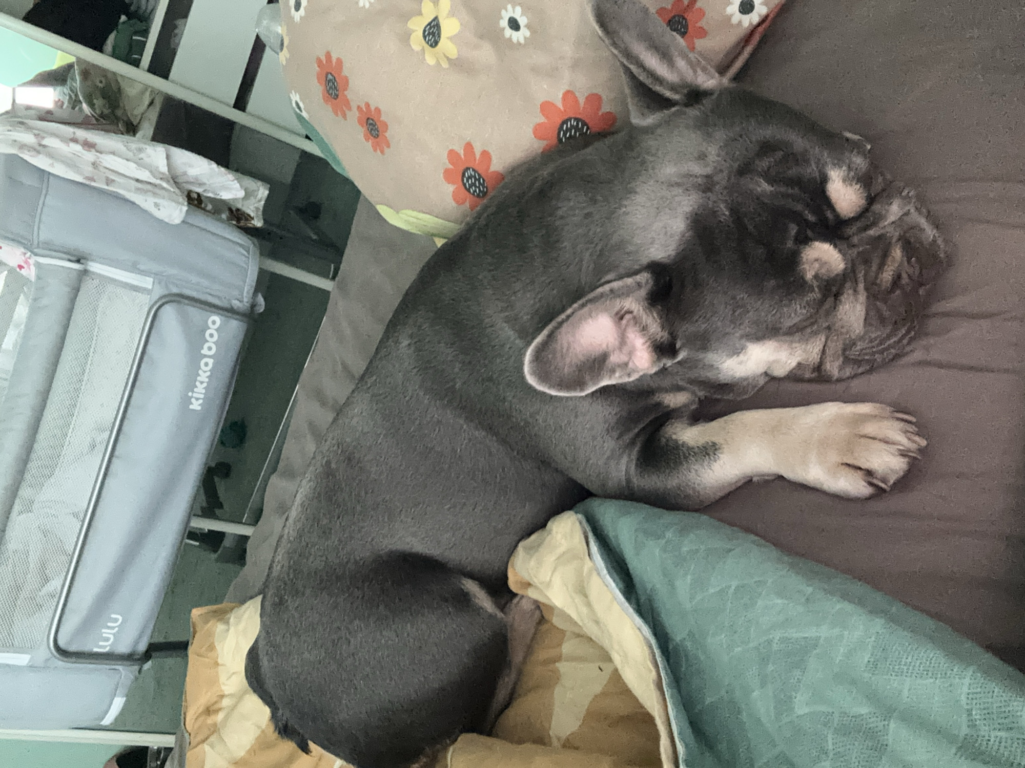 A French Bulldog is sleeping on a bed next to a crib. The dog is dark gray with some lighter markings on its face and paws. The crib is gray and white and has the brand name "lulu" and "kikka boo" on it. The bed has pillows with a floral pattern. The scene is indoors, with the environment appearing to be a bedroom.