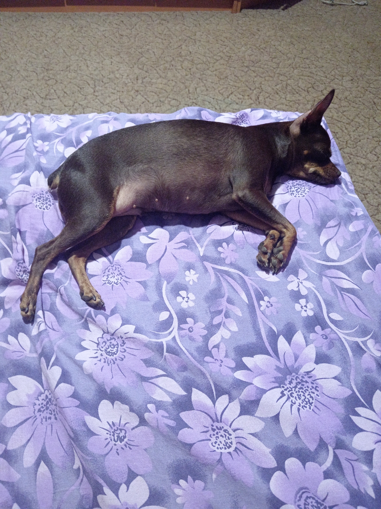 A small, dark brown dog with large ears is lying on its side on a purple fabric with a floral pattern. The dog is relaxed, with its paws crossed and its eyes closed. The fabric is spread out on a textured, light brown surface that appears to be carpet or a similar material. In the background, a wooden surface is visible, suggesting the scene is indoors, possibly in a home in Novopokrovka, Russia.