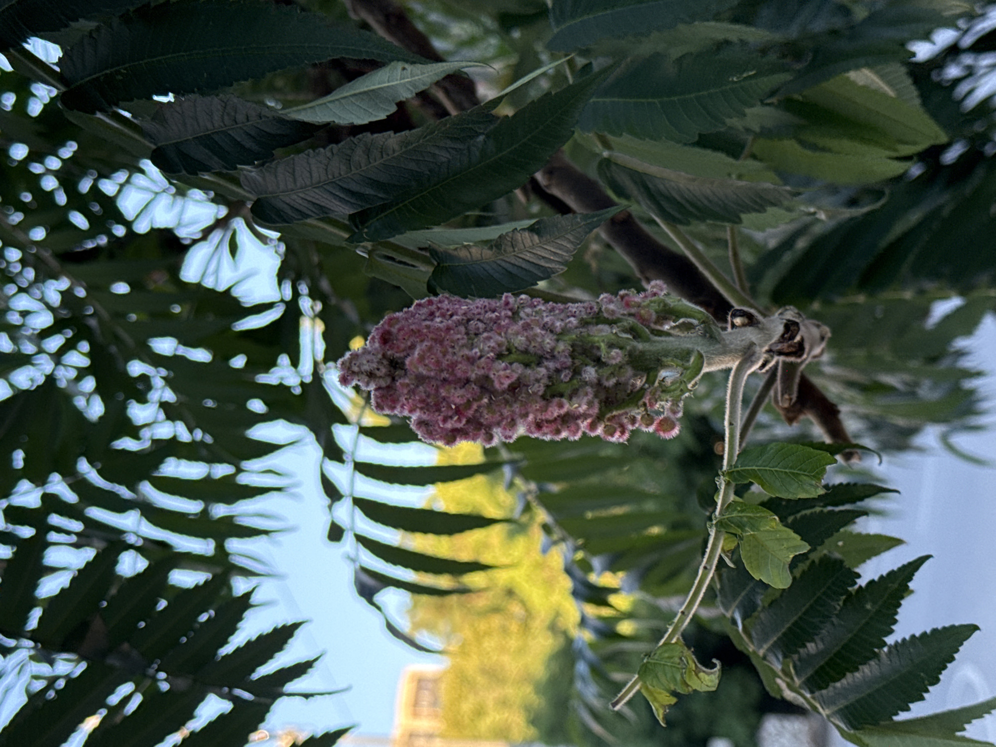 A close-up shot focuses on a blooming pink inflorescence of a staghorn sumac, situated amongst its serrated, compound leaves. The background is softly blurred, revealing hints of a yellow-green foliage and a building in the distance, suggesting an outdoor urban setting. The image captures the intricate texture of the plant, with tiny florets forming a conical cluster, delicately fuzzy and tinged with pink. The surrounding leaves are a deep green, some showing signs of maturity with slightly curled or dried edges. The light, which appears to be natural and possibly from late afternoon, casts gentle highlights and shadows, accentuating the plant's natural beauty. The overall impression is one of serene nature within an otherwise developed environment, possibly a park or a residential garden in Rostov-on-Don, Russia.