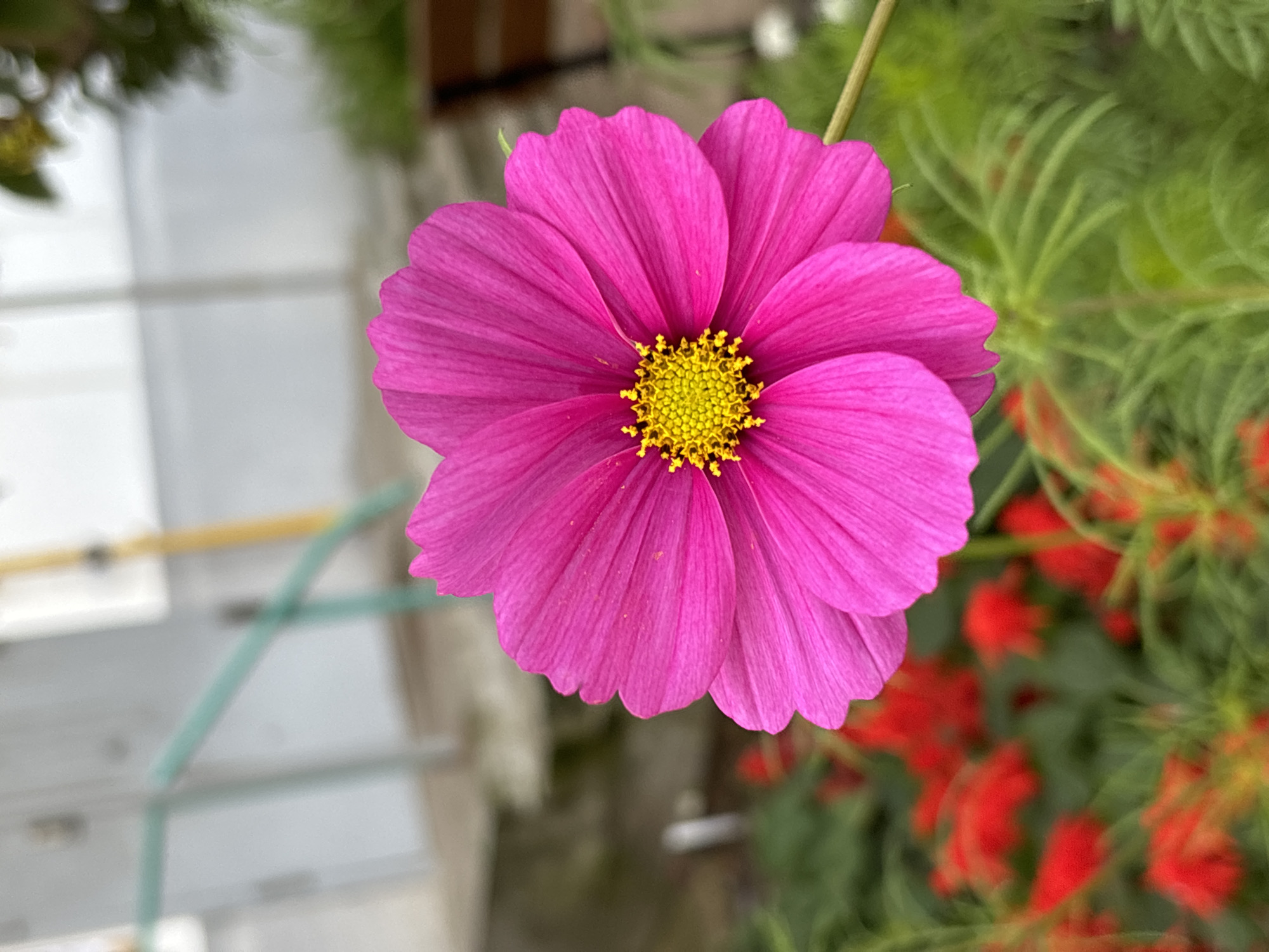 A close-up, eye-level shot features a vibrant pink cosmos flower with a bright yellow center. The flower is in sharp focus, with its delicate petals fanning out. In the background, a blurred garden scene unfolds, showcasing red flowers and lush green foliage. A light-colored building and a wooden bench are also visible, hinting at an urban or suburban setting. The lighting suggests it's daytime, possibly overcast, as there are no harsh shadows. The overall impression is one of natural beauty within a man-made environment, possibly a park or garden in Chaikovsky, Russia.