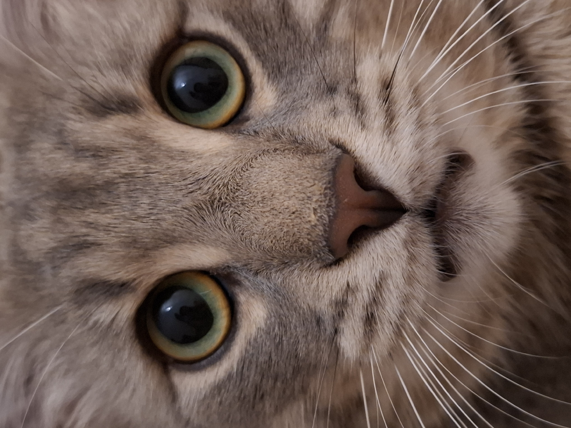 This is a close-up, head-on, portrait-style photograph of a domestic cat's face. The cat has grey tabby fur with darker stripes. Its eyes are large and round with green irises and black pupils. The cat's nose is pink and its mouth is slightly open, revealing a hint of its teeth. Long, white whiskers extend from its muzzle. The background is out of focus and appears to be a neutral, dark color. The image is well-lit and sharp, focusing entirely on the cat's facial features. There are no people, objects, or environmental details visible that would indicate a specific location, including Zemun Urban Municipality, Serbia.