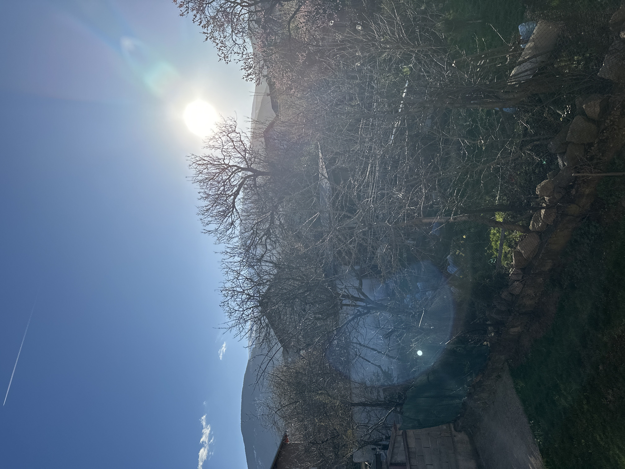 The image depicts a view in Bistritsa, Bulgaria. The scene is dominated by the bright sun in a clear blue sky. The foreground features bare trees, with branches creating a dense network against the sky and casting shadows. Below the trees are structures, possibly houses or outbuildings, partially obscured. To the lower right are some rocks and green grass. A mountain peak is visible in the distance. A contrail of a plane can be seen in the sky.