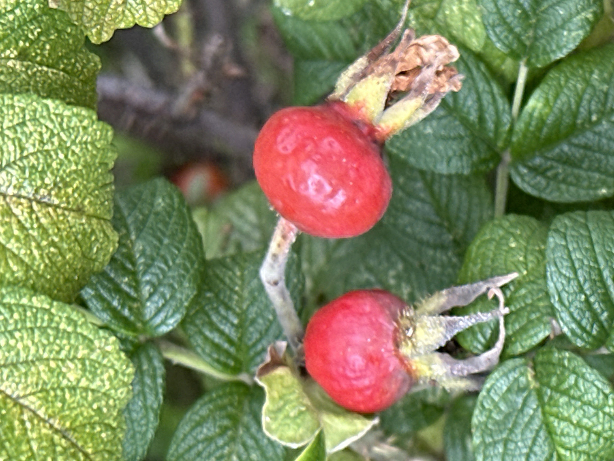 The image shows a close-up of two bright red rose hips on a branch surrounded by green leaves. The rose hips are round and plump, with some dried sepals visible at the bottom of each. The leaves are a vibrant green, with some appearing slightly lighter and textured, possibly indicating dew or a different variety of leaf. The background is blurred, suggesting a shallow depth of field, with hints of darker foliage and branches. There is no indication of the city of Podolsk, Russia, or any people or actions.