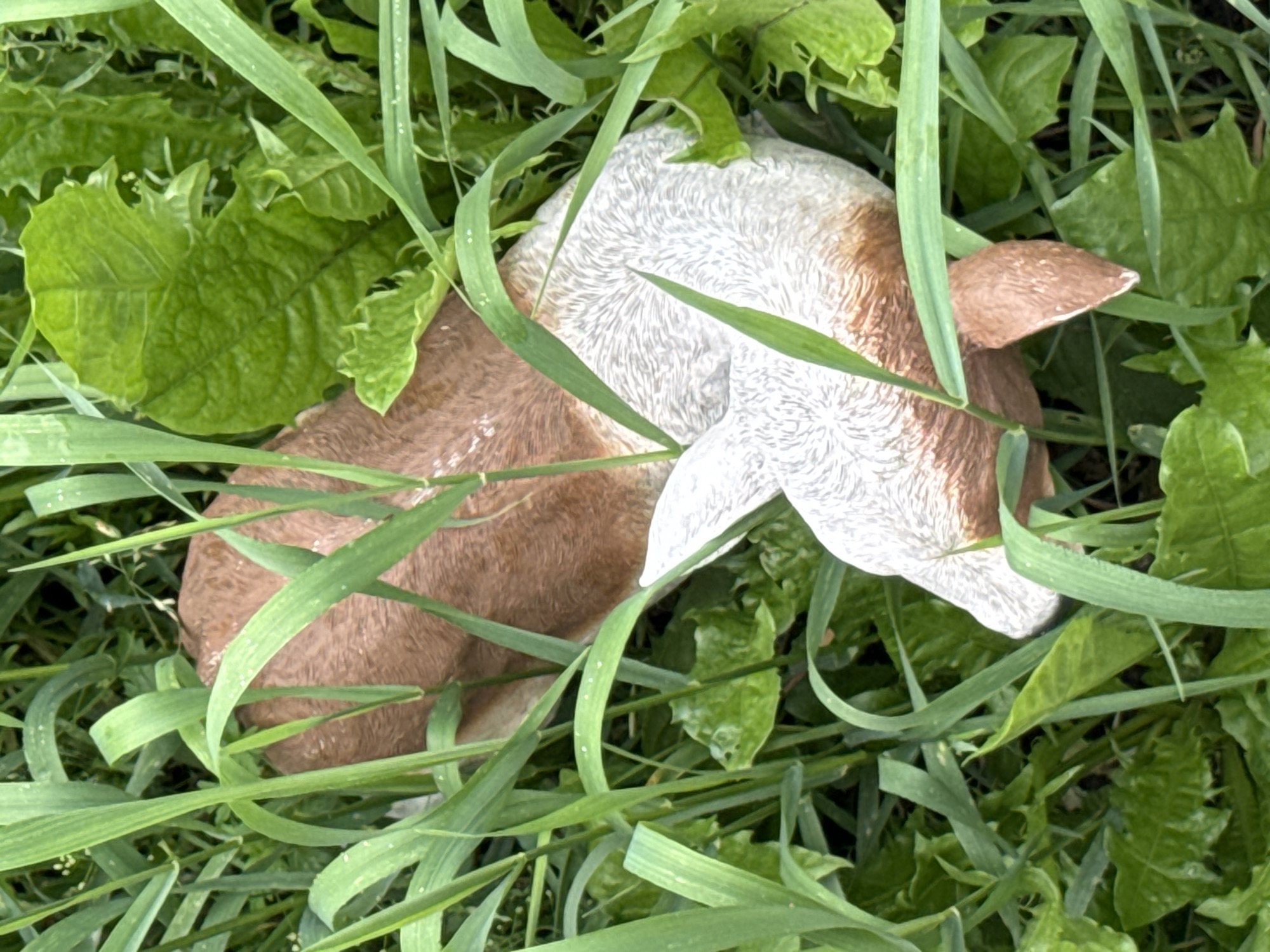 A close-up, overhead shot shows a brown and white dog lying down in tall green grass. The dog's head is facing towards the left of the frame, partially obscured by blades of grass and large green leaves. Its body curves around and its tail is visible to the right. The dog appears to be a domestic animal. The environment suggests a natural, outdoor setting, likely a field or meadow. There is no indication of the specific location within Krasnoyarsk, Russia.
