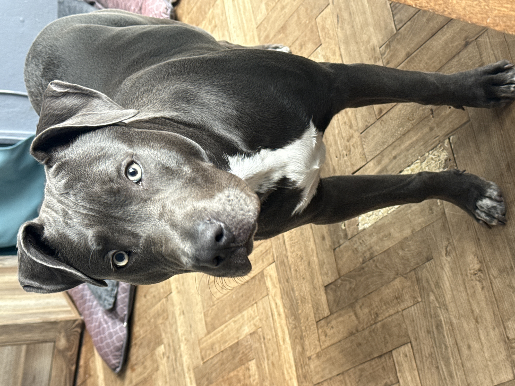 A blue-gray American Pit Bull Terrier with white chest markings lies on a wooden parquet floor. The dog is positioned diagonally in the frame, looking up at the camera. The floor is composed of short, rectangular wooden planks arranged in a herringbone pattern. The dog is lying on its side with its head near a couch. The photo was taken inside a building. There is no evidence indicating that the image was taken in Varna, Bulgaria.