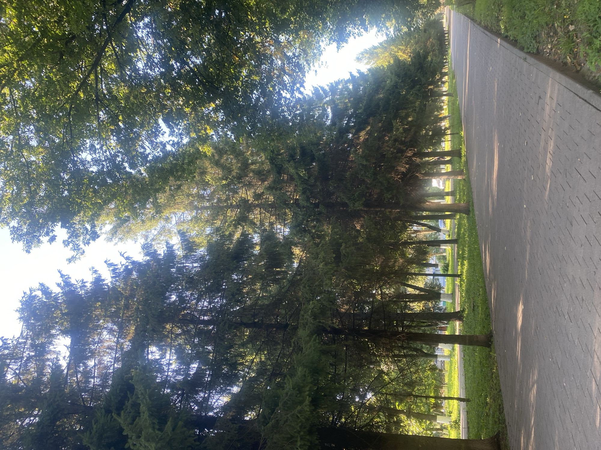 The image shows a paved walkway bordered by a grassy area and a line of tall fir trees on the left, with dense foliage forming a canopy overhead on the right. Sunlight filters through the trees, casting dappled shadows on the walkway. In the background, more trees and some white-painted tree trunks are visible, along with glimpses of buildings and what appear to be vehicles. The scene is consistent with a park or tree-lined street in Novomoskovsk, Russia, likely during daylight hours. There are no people or discernible actions depicted.
