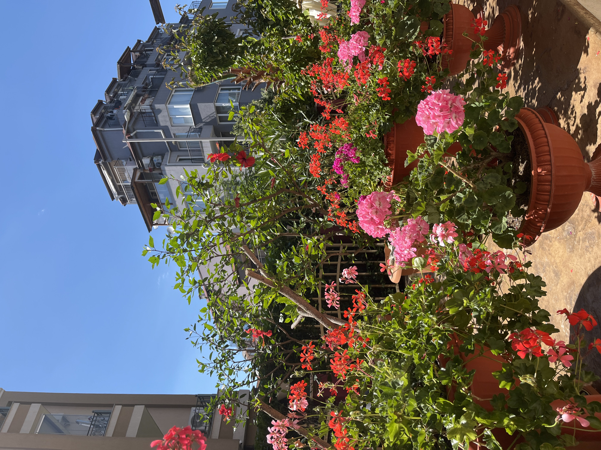 The image captures a sunny outdoor scene with lush potted plants in the foreground, featuring an abundance of red and pink geraniums. Behind the flowers, modern residential buildings with multiple balconies are visible against a clear blue sky. The architecture suggests a contemporary urban setting. The scene is devoid of any people or animals, focusing solely on the vibrant flora and the urban landscape. The style of the buildings and the presence of multiple balconies could be indicative of apartment blocks commonly found in coastal tourist towns like Nesebar, Bulgaria, offering residents private outdoor spaces for gardening.