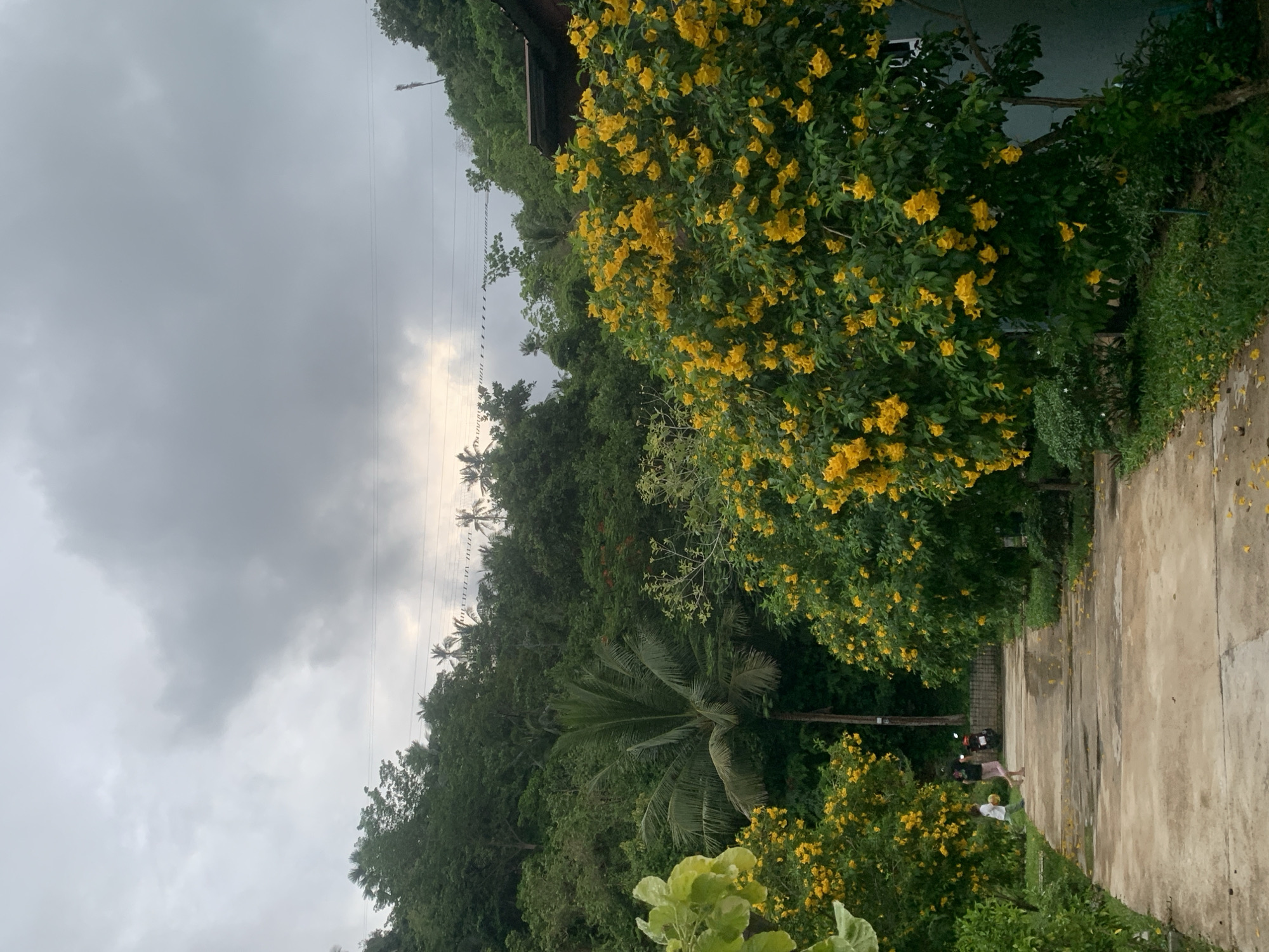The image depicts an outdoor, tropical landscape in Baan Hua Thanon, Thailand, under a heavily overcast sky. A wide, light-colored concrete path or driveway runs along the right side, curving slightly into the distance. It is bordered by vibrant green foliage and numerous trees bearing clusters of bright yellow, trumpet-shaped flowers, with some fallen petals scattered across the pathway.
In the lower right quadrant, two indistinct figures are visible on or near the path: one person in a light-colored top and dark bottoms stands next to a red and black scooter, and another person in a light shirt is further down the path. They appear to be engaged in casual, everyday activity, such as walking or standing.
The left side and background of the scene are dominated by a dense, verdant expanse of tropical forest or hillside, featuring several tall palm trees interspersed within the rich green canopy. Multiple power lines stretch horizontally across the mid-ground against the muted grey sky, which shows a slightly brighter patch of light towards the horizon. The cloudy weather gives the scene a soft, diffused light. There is no visible text.