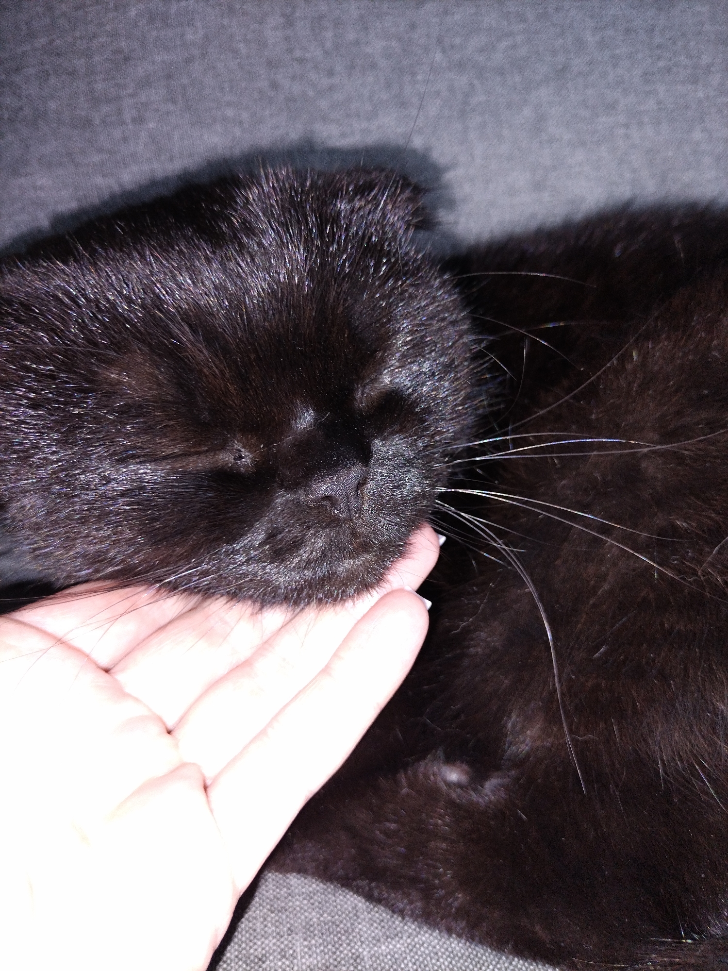 A close-up, eye-level shot shows a black cat with its eyes closed, nuzzling into a human hand. The cat's fur appears soft and glossy. The hand, likely belonging to an adult, is positioned near the cat's face, with fingers gently supporting its head. The background is a dark, textured surface, possibly a sofa or blanket. The lighting is soft, creating a warm and intimate atmosphere. The image is a still shot, capturing a moment of affection between a human and an animal. The location is not specified within the image.