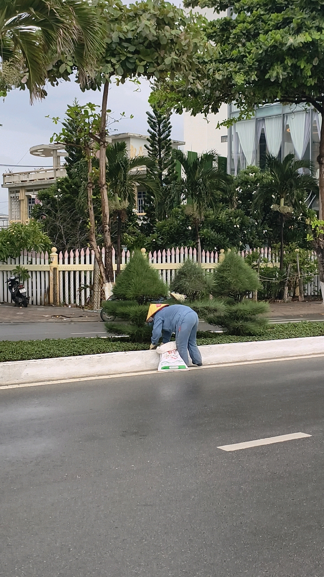 A person wearing a blue jumpsuit and a conical hat is bending over to pick up items from the ground beside a road. The person is standing next to a white bag with green lettering. The area is lined with small evergreen trees and bushes. A white fence with pink accents is visible behind the trees. A motorcycle is parked to the left of the fence. In the background, a building with white curtains is visible. The road is wet, suggesting it may have rained recently.