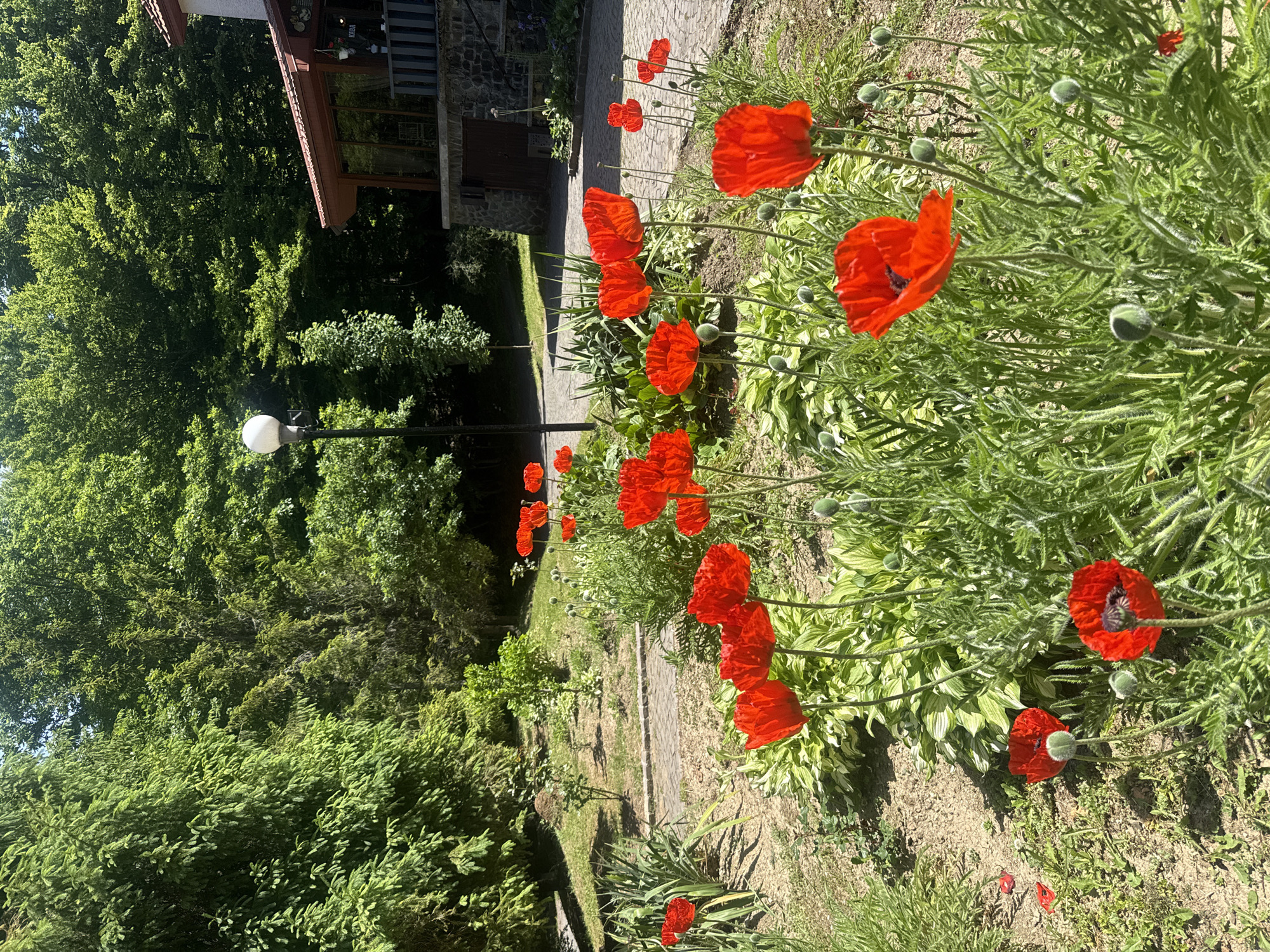 The image depicts a garden path in Syniak, Ukraine, lined with bright red poppies. The path is paved with light-colored stones, and runs alongside a building with stone walls and a wooden structure. A row of evenly spaced streetlights stands on the left side of the path. Lush green trees and shrubs surround the scene, casting shadows on the ground. The poppies are the most prominent feature, adding a vibrant color to the otherwise green and neutral landscape.