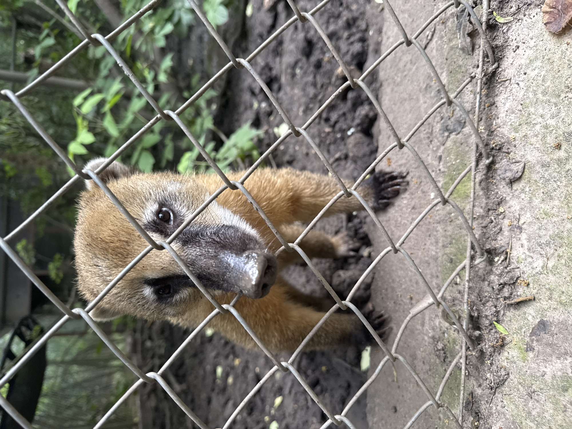 This is a medium shot of a coati peeking through a chain-link fence. The coati has light brown fur, a black nose, and dark eyes. It is looking directly at the camera with a curious expression. The fence is in the foreground, obscuring parts of the animal and the background. The background appears to be a natural setting with dirt, concrete, and green foliage. The lighting suggests it is daytime. The image has a shallow depth of field, with the coati in sharp focus and the background blurred. There is no visible text in the image. The location context is Dobrich, Bulgaria.