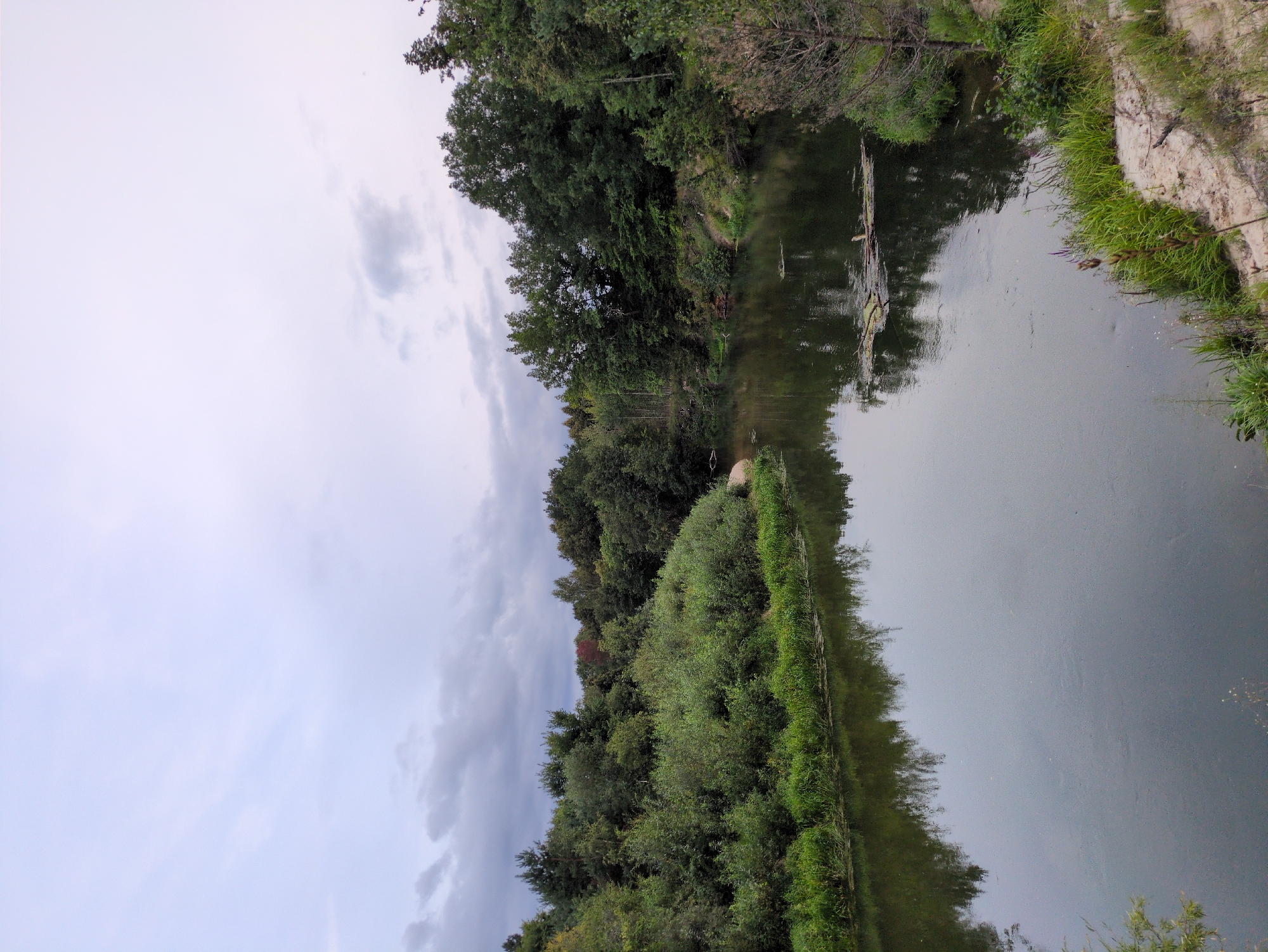 A tranquil, overcast day scene unfolds at the Molochnaya Ferma in Russia, featuring a serene river winding through lush, green foliage. The river's surface is calm, reflecting the cloudy sky and the dense trees that line its banks. A variety of trees, from tall evergreens to broadleaf deciduous varieties, create a natural, verdant border. The foreground on the right shows a sandy bank with sparse, dry grass and a few small green plants. The overall impression is one of natural beauty and peaceful seclusion.