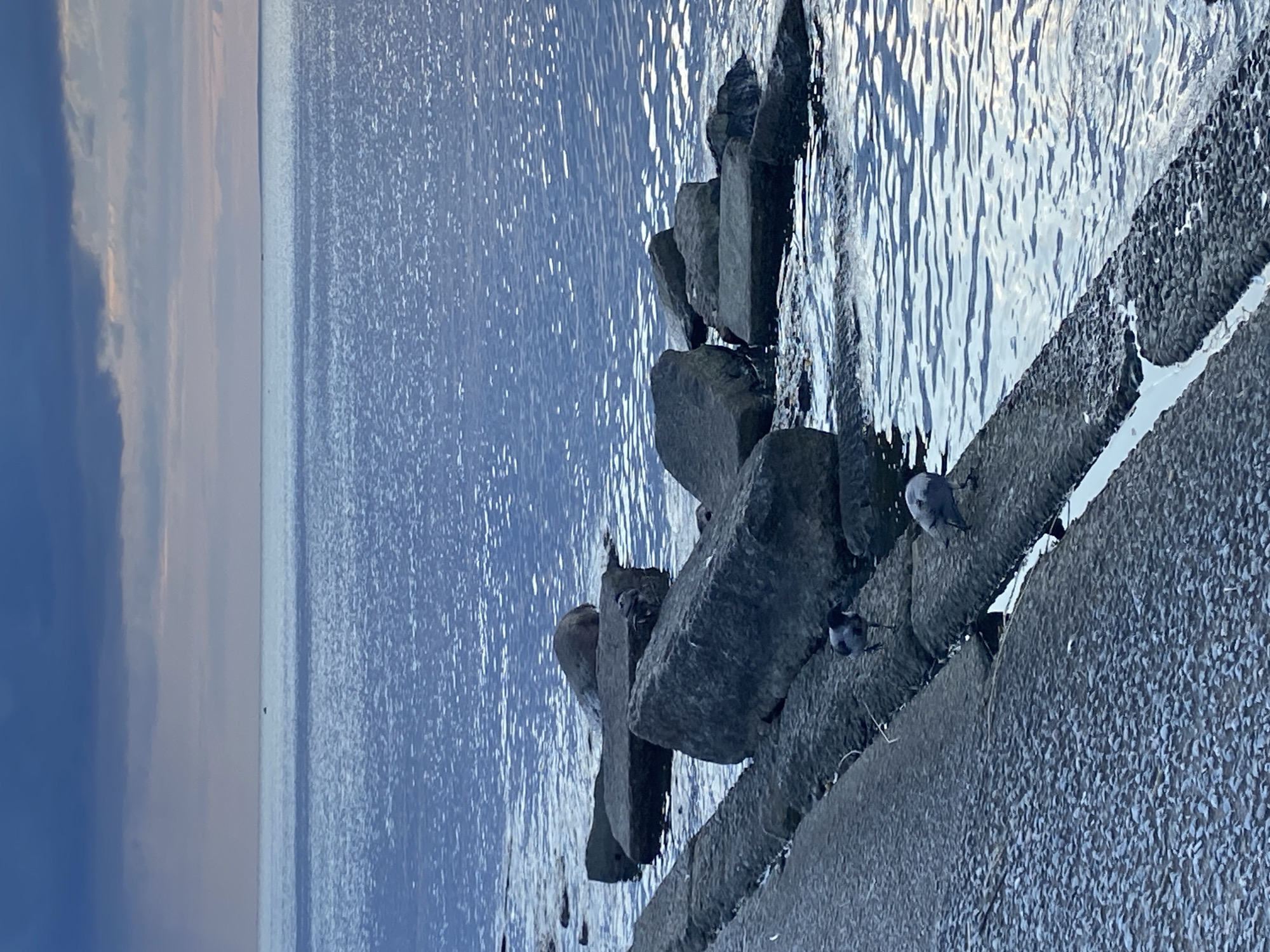 A vertical, eye-level shot captures a view of the Gulf of Finland near Sestroretsk, Russia, during twilight. The sky is a mix of dark grey clouds and softer, pale pink hues. The calm, blue water of the gulf stretches to the horizon, where a tiny dark speck, possibly a distant boat, is visible. The foreground features a textured concrete embankment leading to a line of large, rough-hewn grey stones partially submerged in the water. Two dark-colored birds with grey heads and wings, possibly Hooded Crows, are perched on the stones near the embankment. One bird stands on a larger stone, while the other walks along the concrete edge, facing away from the viewer. The water around the stones is rippled and reflects the subdued light.