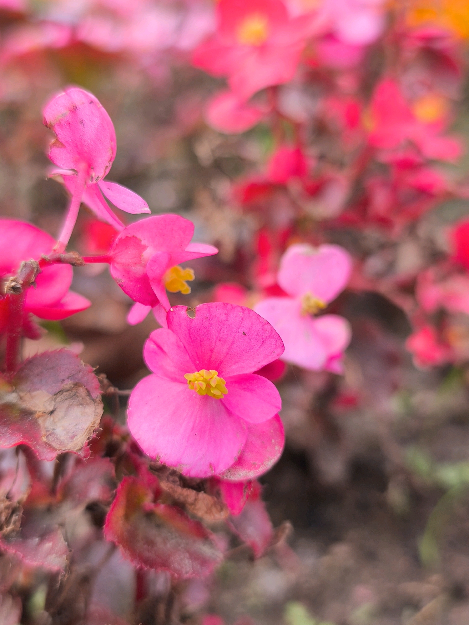 The image is a close-up, shallow-depth-of-field photograph of vibrant pink begonia flowers. The flowers are in various stages of bloom, with some fully open, revealing their yellow centers, and others still in bud. The petals are delicate and slightly translucent, with visible veins. The leaves of the plant are visible in the foreground and are a mix of reddish-brown and green, with some showing signs of wilting or browning. The background is a soft blur of more pink flowers and dark soil, suggesting a garden or park setting. The lighting is soft and diffused, highlighting the colors and textures of the flowers. The overall impression is one of natural beauty and fragility. This scene is consistent with a garden located in Mahilyow, Belarus, a city known for its green spaces and parks. There are no people or specific actions depicted in the image.