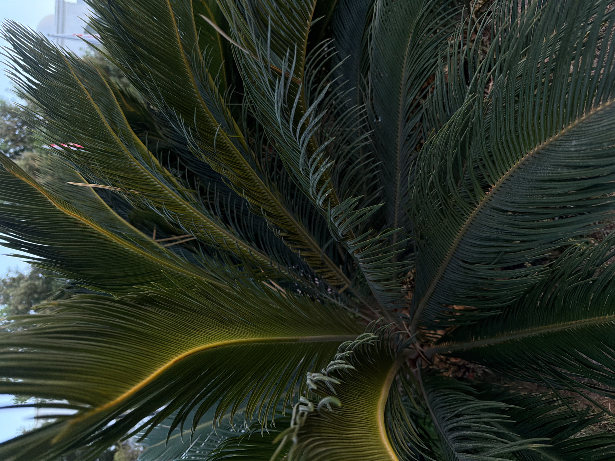 The image shows a close-up of palm fronds in Sharm El Sheikh, Egypt. The fronds are dark green and have a yellow-green sheen where light hits them. The background is blurred, showing hints of trees, a white building, and a flag. The overall impression is of lush vegetation in a warm, possibly resort, environment. The perspective is from ground level, looking up into the palm fronds.