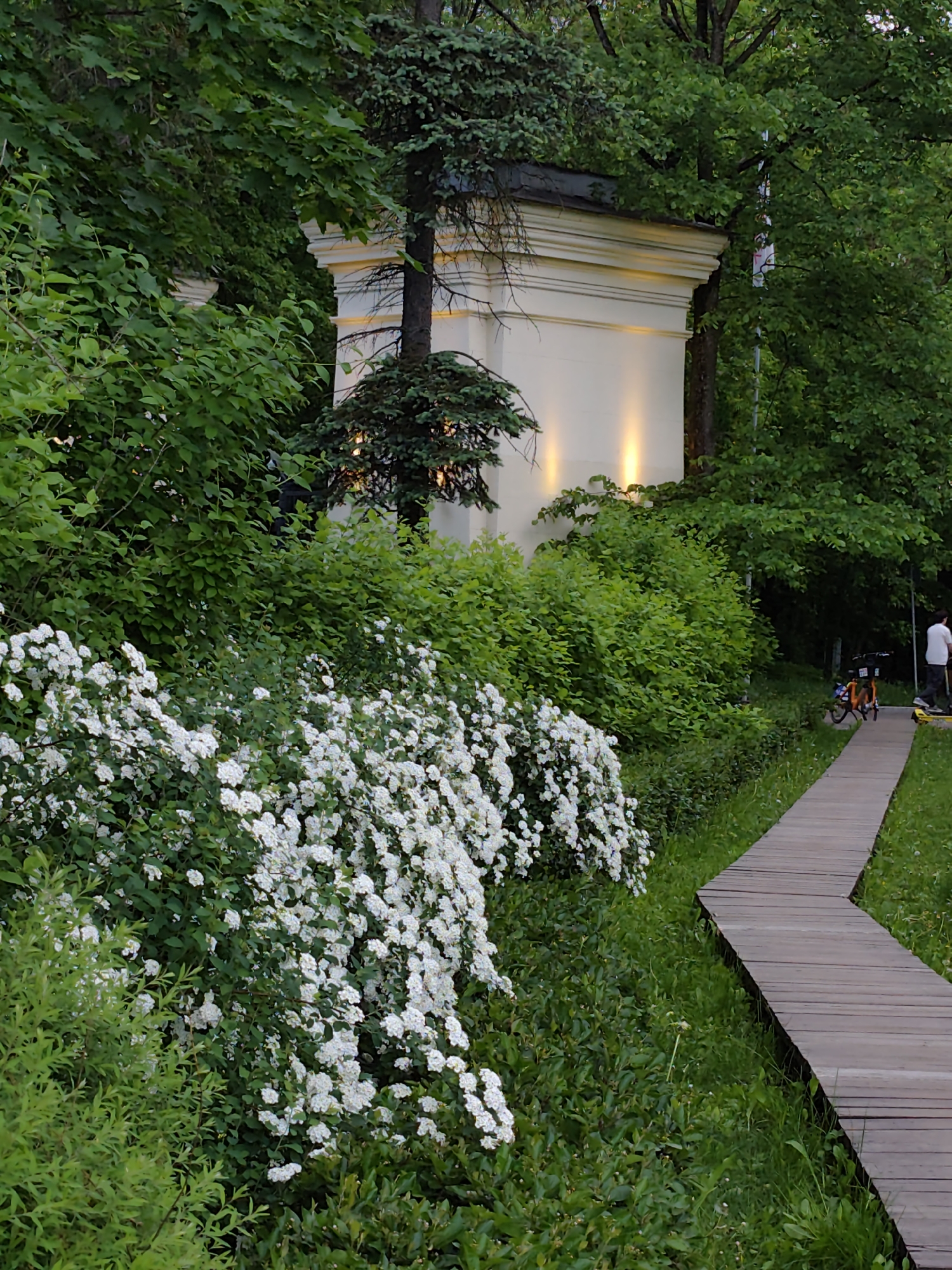 The image presents a scene in what appears to be a park-like area in Moscow, Russia, likely a municipal park or garden. A wooden walkway, built from planks, meanders into the scene's right side, surrounded by green grass and foliage.
On the left, a dense collection of white flowers forms a large bush or hedge. The flowers are small and clustered together, creating a textured, visually appealing mass. Behind the flowers, the green vegetation continues, blending into a larger backdrop of trees and shrubs that occupy the upper portion of the image.
In the middle ground, a white, square building with a simple architectural style stands amid the greenery. It is illuminated by what appear to be lights, casting a warm glow on its surface. The top of the structure is partially obscured by the surrounding trees and vegetation.
On the right, a man is walking and his bike is parked.
The scene seems to be captured during twilight or in an area with subdued lighting, enhancing the contrast between the illuminated building and the darker surrounding foliage.