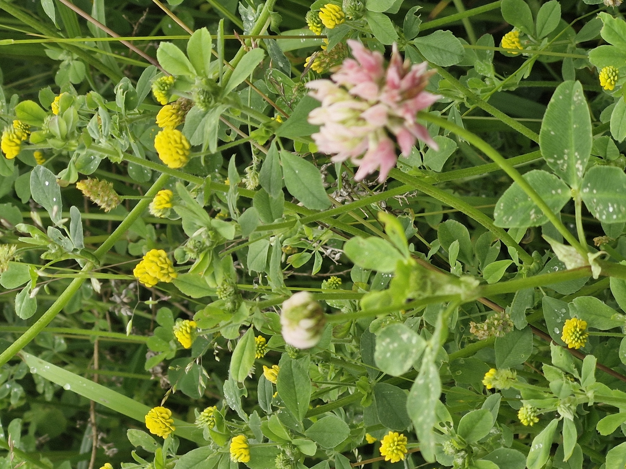 In a field of green clover, yellow flowers bloom in clusters. A large pink flower, blurred and out of focus, stands in the foreground. The scene is rich with details of nature, with water droplets visible on the leaves and stems. The image captures a close-up view of the flora, suggesting a peaceful and natural environment.