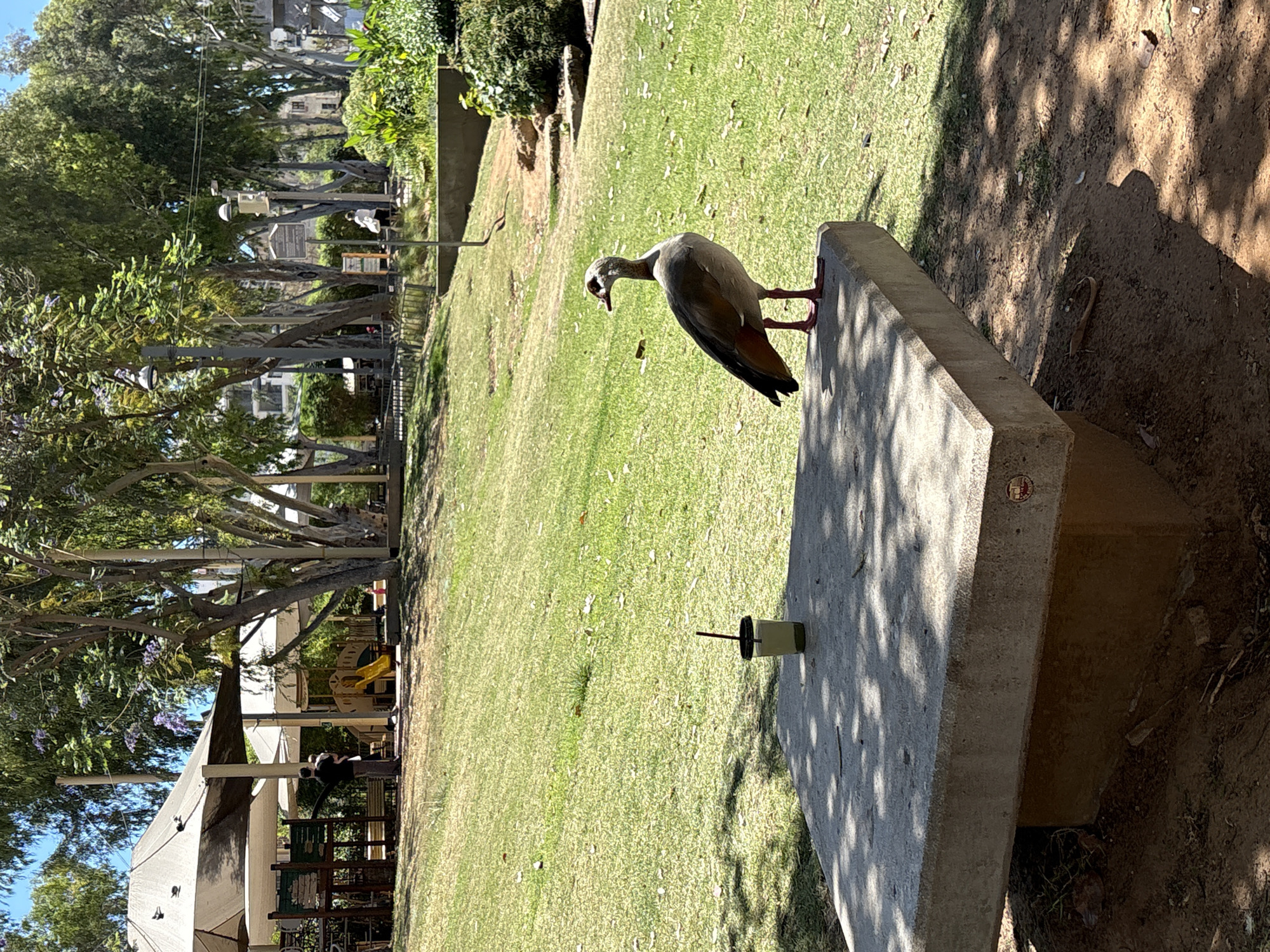 The image, correctly oriented as a portrait, depicts an outdoor park scene under bright, sunny conditions. In the foreground, an Egyptian Goose stands on a grey concrete bench, its head tilted downwards. A green cup with a straw rests on the bench to the left of the bird. Strong shadows from overhead trees fall across the bench and the adjacent dirt ground, where a small lizard-like creature is visible.
The mid-ground features a well-maintained green lawn scattered with a few fallen leaves. In the background, a line of tall, leafy trees, some with purple blossoms resembling Jacaranda, frames the scene. Through the trees, distant buildings can be glimpsed. To the lower left, an area is covered by large white shade canopies or sails, suggesting a café or recreational space, with a yellow playground structure visible further back. A person in a white top is standing or walking further down the path, partially obscured by the trees.
The scene conveys a peaceful atmosphere, indicative of a public park or garden. The time of day is clearly sunny, likely mid-morning or afternoon, given the distinct shadows. On the side of the concrete bench, a small, circular municipal emblem, possibly featuring text around a central design, is visible, hinting at the location as Tel Aviv-Yafo, consistent with the provided context of Tel-Aviv, Israel. No explicit human activity is taking place beyond the bird's presence, and no other text is clearly legible.