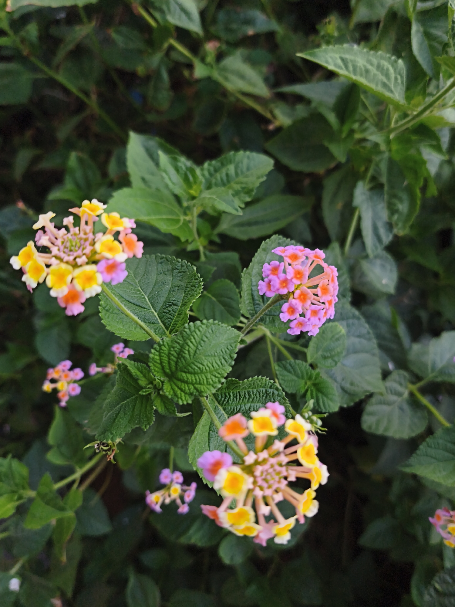 This media file is a close-up shot of several clusters of Lantana flowers, also known as colorful sage, set against a backdrop of lush green leaves. The flowers display a vibrant mix of colors, including pink, yellow, and orange. Some flower clusters are in full bloom, showing intricate petal arrangements, while others appear to be forming. The leaves are a deep green and have a textured, somewhat serrated edge. The overall scene suggests an outdoor setting, likely a garden or a natural environment where these flowering plants are growing. The lighting suggests it might be daytime, possibly morning or late afternoon, as the light appears soft and diffused, without harsh shadows. There are no people, objects, or visible text in the image. The focus is solely on the natural beauty of the Lantana flowers and their foliage. The location context provided, Bac Nha Trang Ward, Vietnam, places this scene within a specific geographical area known for its tropical and subtropical climate, which would be conducive to the growth of such flora.