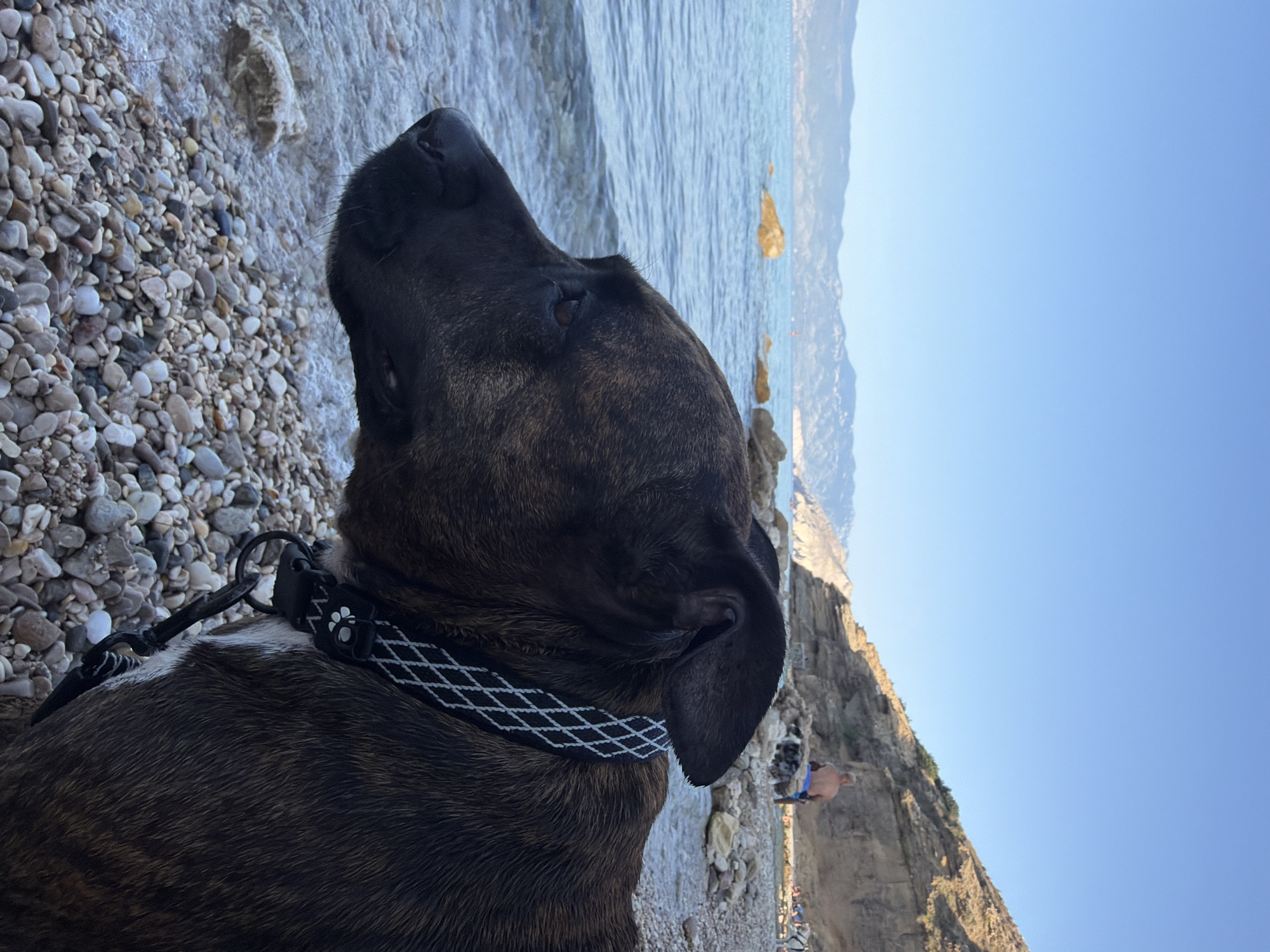 A dark-colored dog with brindle markings stands on a pebble beach in Općina Baška, Croatia, looking out at the clear blue sea. The dog is wearing a black collar with a white diamond pattern and a small charm. The beach is made of small, smooth stones, and the water is calm with gentle waves lapping at the shore. In the background, rugged cliffs rise from the coastline, with a few scattered rocks in the sea. A person is visible sitting on a rock near the cliffs, and further in the distance, more people are seen relaxing on the beach. The sky is clear and bright blue, indicating a sunny day.