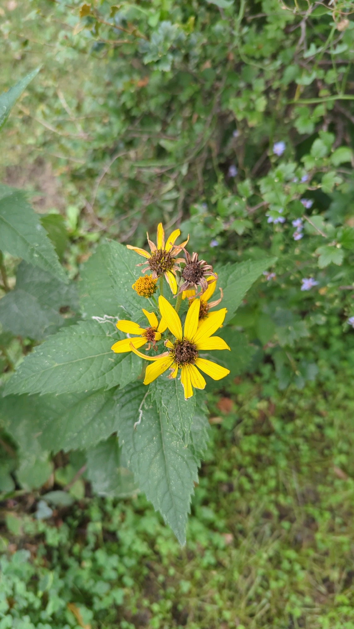 A close-up shot shows a cluster of yellow flowers with brown centers, some of which are wilting. The flowers are positioned on a large, serrated green leaf. The background is a blur of green foliage and small purple flowers, suggesting an outdoor setting. The image's composition and focus are on the floral subjects, with the surroundings providing context rather than distinct detail. The lighting appears natural, indicating daylight conditions. No people or animals are visible in the frame.