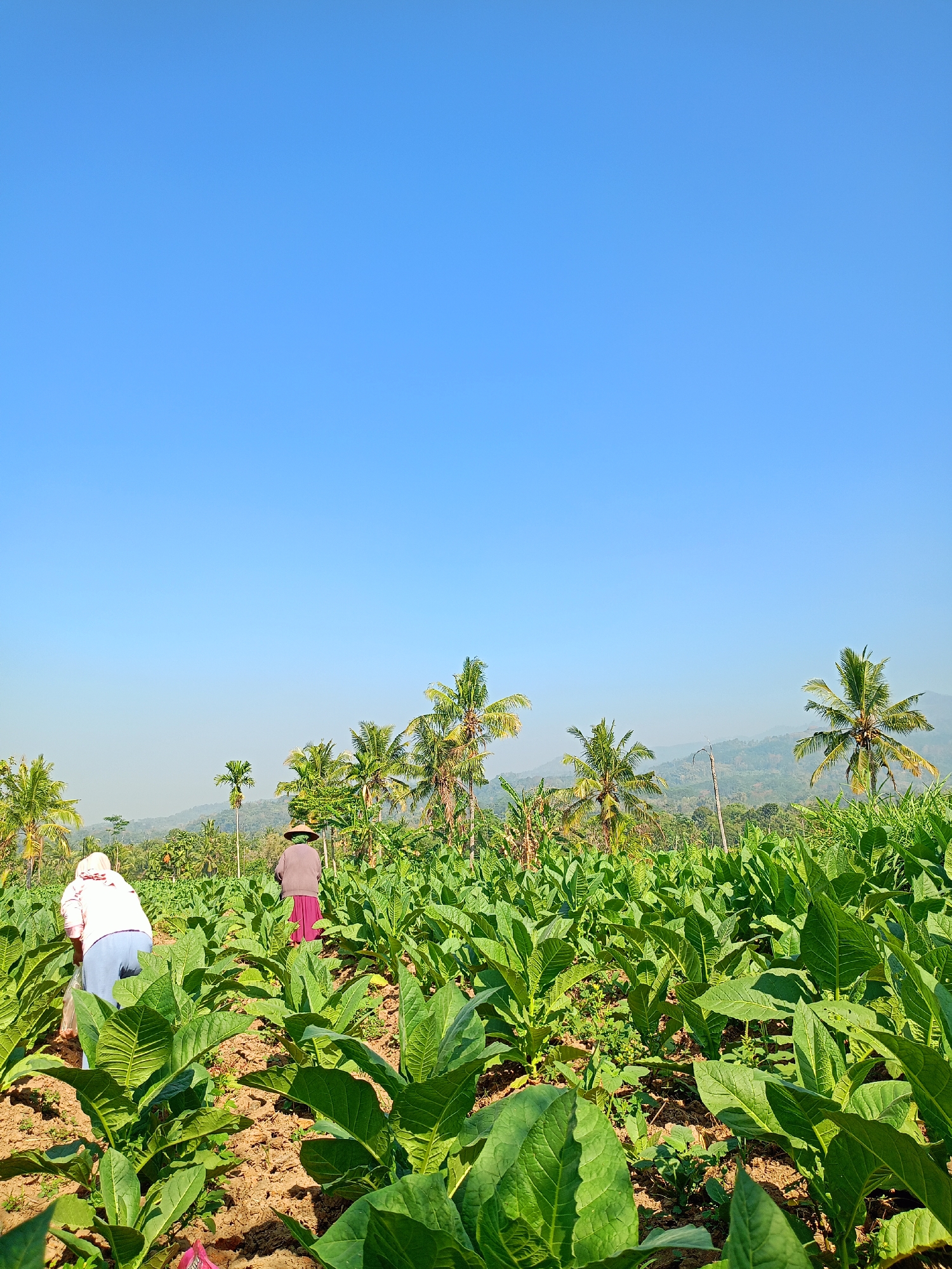 This image depicts a bright, sunny day in Panduman, Indonesia, likely a rural agricultural area. The scene is dominated by a vast field of vibrant green tobacco plants, stretching towards rolling hills in the background. The sky is a clear, unbroken expanse of brilliant blue.
In the foreground, two individuals are actively working in the field. On the left, a person wearing a white head covering and a pink shirt is tending to the plants. They are bent over, appearing to be either harvesting or cultivating the crops. To their right, further into the field, another person, wearing a straw hat and a dark top with a pink skirt, is also engaged in work. The rich, brown soil of the field is visible between the rows of plants.
Scattered throughout the middle ground and background are numerous palm trees, some tall and slender, others with fuller canopies. These trees, along with the undulating green hills in the distance, suggest a tropical or subtropical climate. The overall atmosphere is one of peaceful agricultural labor under a clear, expansive sky.