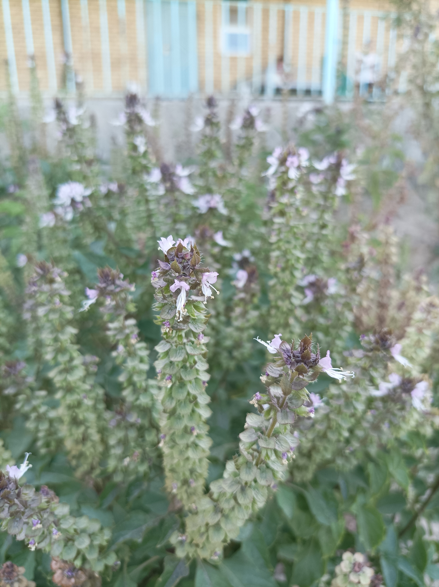 In Seýdi, Turkmenistan, a cluster of flowering basil plants is in focus in the foreground. The plants exhibit tall, spiky inflorescences with small, pale purple and white flowers. Some of the flower spikes are topped with darker, dried seed heads. The leaves are a muted green, and the overall impression is one of natural growth. In the background, out of focus, is a building with a light-colored facade featuring vertical stripes of yellow and pale blue. A pale blue railing runs along the front of the building, and a portion of a window with a light blue frame is visible. There are indistinct figures of people visible behind the railing, suggesting a residential or public area. The lighting is soft, indicating it may be overcast or late afternoon.
